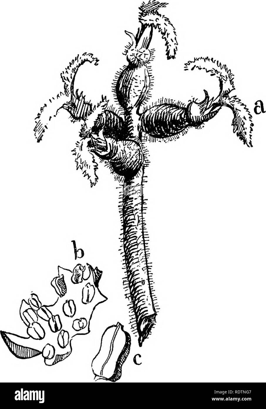 . Feld, Wald und am Wegesrand Blumen; mit Kapiteln über Gräser, Seggen, und Farne; Untechnischen Studien für ungelehrte Liebhaber der Natur. Blumen; Botanik. 72 Feld, Wald und am Wegesrand Blumen auf Neue in diesem Jahr Holz. Die Knospen, von denen sie entnommen haben, kippte die Zweige und Con-. Abb. Ii - Details der blühenden Butternut. tj, ein Cluster von pistillate Blumen;^, ein staubblatt Lager Skala von Der staminate Blume - cliain Freistehende; c, einem einzigen Staubblatt, (Alle vergrößert.), neben dem pistillate Blumen, ein Paar der diesjährigen zarte Blätter. Die staminate Blumen in allen. Bitte beachten Sie, dass Th Stockfoto