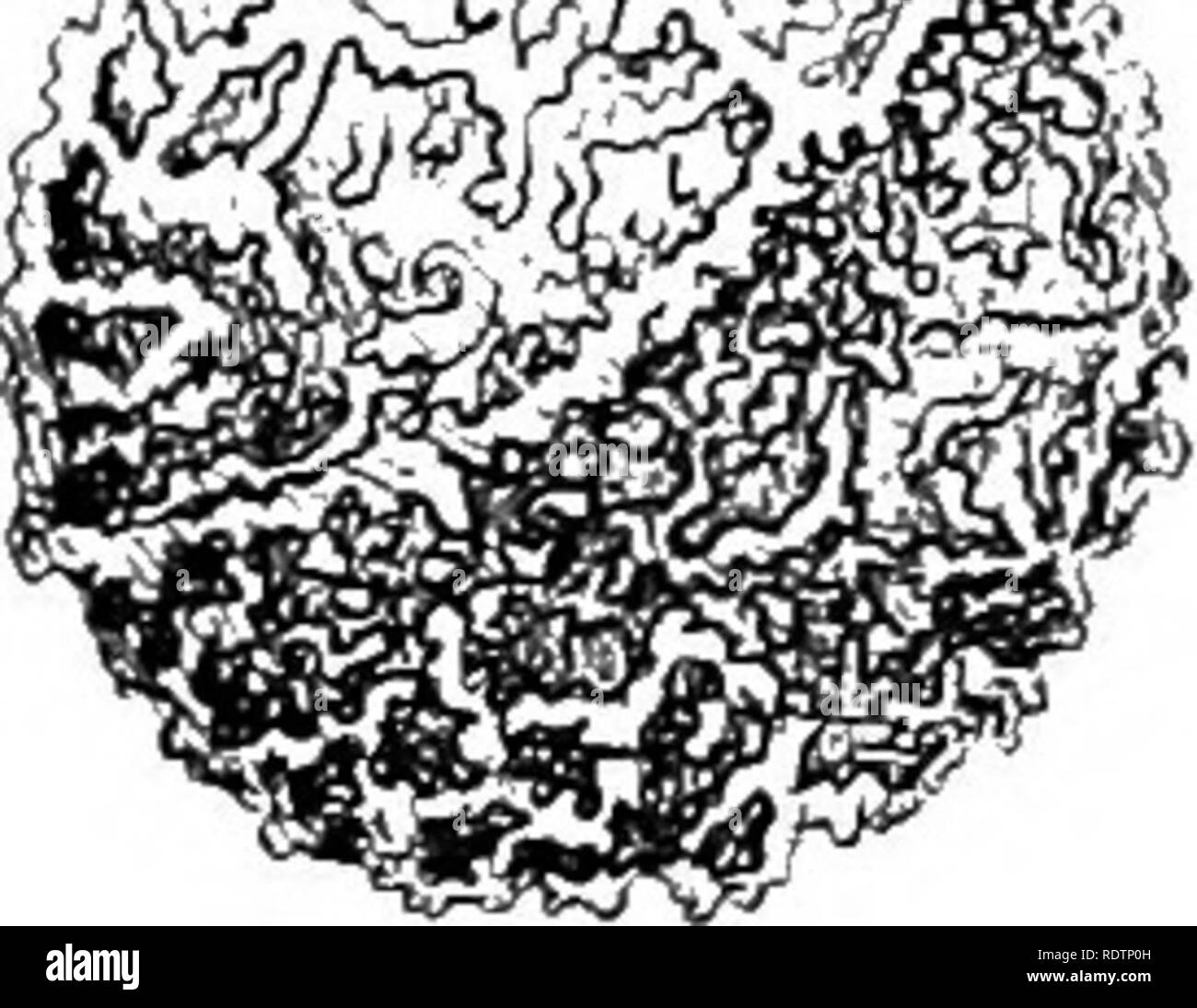 . Der Farn Verbündete von Nordamerika nördlich von Mexiko. Pteridophyta; Botanik. = 4° den AMPHIBISCHEN QUILLWORTS. Die wahre Isoetcs riparia Lias anscheinend Nex'Cr gefunden worden, überall außer entlang der unteren Delaware, obwohl häufig aus anderen Gemeinden berichtet. Saccharata isoetes. Dies war früher eine eigene Spezies zu sein, aber zusätzliche Sammlungen und weitere Studien haben gezeigt, dass es zu sein, also fast wie Isoetcs riparia, dass es jetzt oft -'' Cy^;'&gt;."-^. vorgeschlagen, dass Sie sind zwei Extreme^^, ^^m dM." fo '''' "s der gleichen Art. Sind nicht nur t-pische Pflanzen sehr ähnlich, aber Va Stockfoto