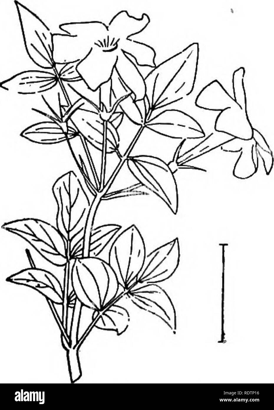 . Ziersträucher der Vereinigten Staaten (Hardy, kultiviert). Sträucher. STYRAX 271 Die wies Frucht ist. Abb. 4G 9. - Connmon White Jasmine. Was glockenförmigen, weißen Blüten. Die Blütenblätter sind etwas an der Basis vereinigten. Die Frucht ist eine ein- oder beidseitiger Trocken - steinfrucht ^ Nach fast 1 cm lang bei den verschiedenen Tierarten. Alle Arten sind lose und verbreiten sich in Gewohnheit. Breitblättrige Stoeax (463)-Sty-rax Obissia - hat breite abgerundete abrupt spitzen Blätter 6 bis 10 cm lang mit groben Kerben über die Mitte. Die duftenden hängenden Blüten sind Zoll lang, Mai. Ich Zoll lang. Japanische Storax (464) - STYR Stockfoto