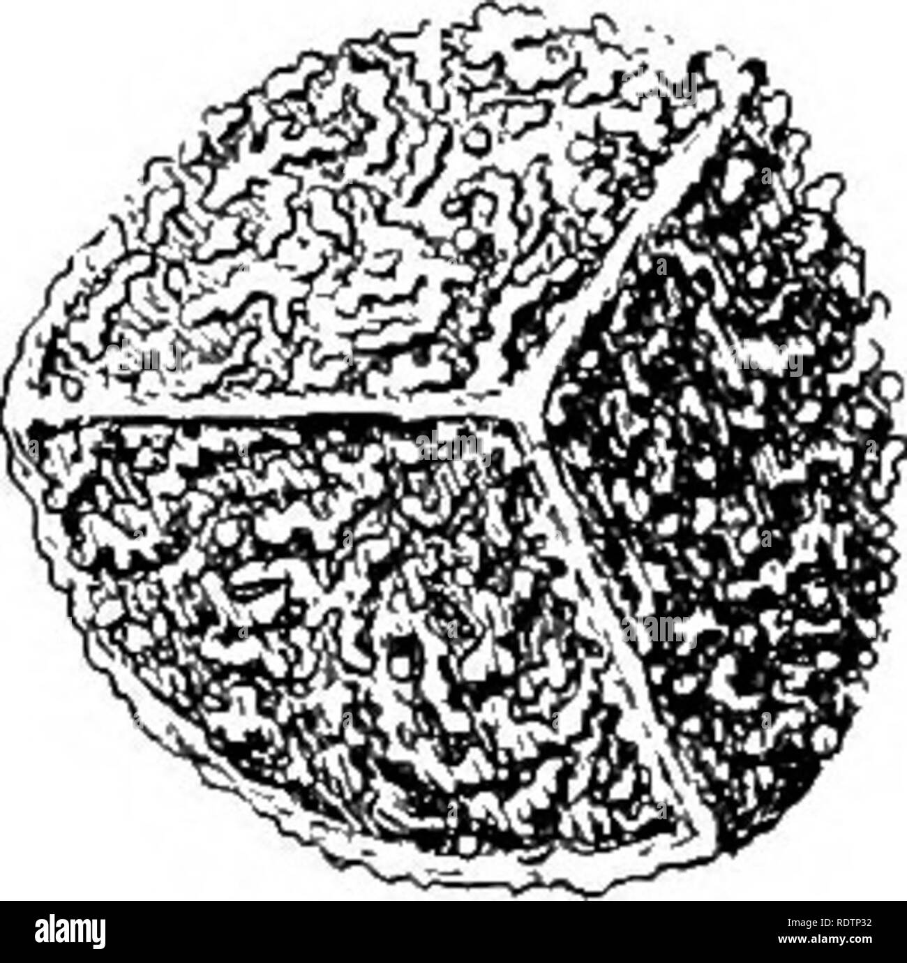 . Der Farn Verbündete von Nordamerika nördlich von Mexiko. Pteridophyta; Botanik. Der megaspore Isoetes echinospora Flettii. erscheint trivial, die durch tlie Lebensraum, in dem sie wachsen hergestellt werden. Die meisten Botaniker jetzt geben wenig atten-tion zu Ihnen. Nach Eaton Boottii ist im Sand gefunden, und dies könnte für seinen charakteristischen schmalen Blätter. Isoetes ecJiinospora mvricata ist ein ausgeprägter Form. Die Blätter sind mehr, slenderer und geneigt, Spirale und die Mega-Sporen sind etwas größer und mit kürzer, dicker, und mehr Con-fließend spinules. Im tiefen Wasser die schlanken verlassen Stockfoto