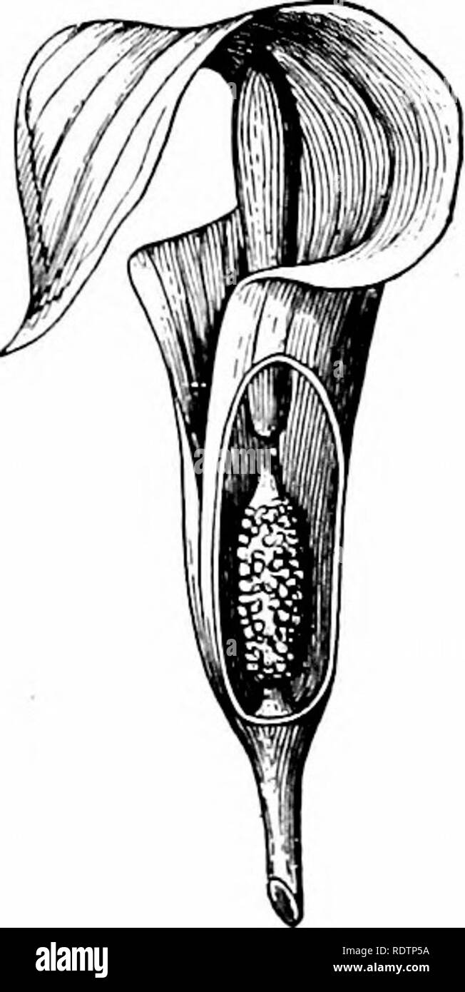 . Umrisse der Botanik für die High School Labor- und Klassenzimmer (auf Grey's Unterricht in der Botanik) auf Antrag der botanischen Abteilung der Harvard Universität vorbereitet. Botanik; Botanik. 247. 'Ich' liegen Schutz der Nektar von Regen ist manchmal Hy die gewöhnlichen hängenden Haltung der floyer erfolgen, manchmal durch das Biegen und beugen der Blütenstiel nach dem Ansatz von Regen, manchmal durch einige spezielle Konstruktion von tlie Blume. 248. Die Gruppe der Blumen in einer 172. Zwei (wenn die röschen in. eine Lüge. id des Löwenzahns spezialisierte T) Kunst (diai; iamniatic). Ich ich, • die snoot m ein Mann - Stockfoto