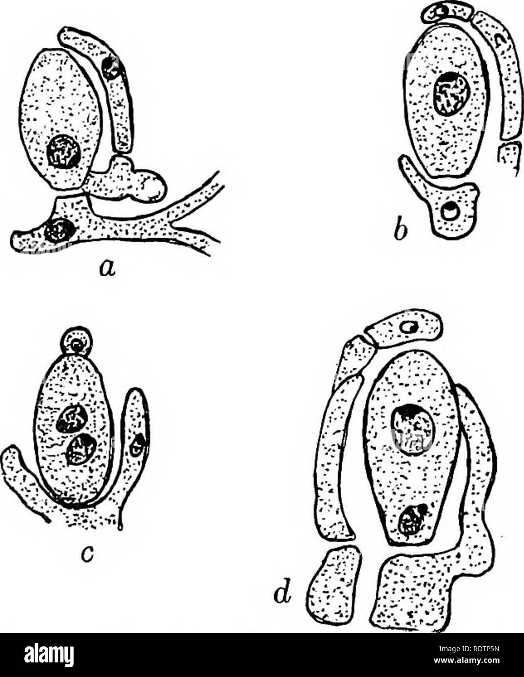 . Pilze, Ascomyceten, uredinales ustilaginales,. Pilze. ERYSIPHALES 85 III] Die antheridial Zweig viel schmaler ist; es gilt, sich auf die Seite der oogonium und beim ersten Schnitt enthält einen einzelnen Kern (Abb. 41 a). Es ist eindeutig von den Hyphen der Ummantelung differenziert nicht nur durch seine Form und Verhalten, sondern durch seine viel früher Aussehen und bestimmte Beziehung zu den oogonium. Sein Kern bald teilt; einer der Tochterkerne geht an der Spitze der Niederlassung und eine Mauer gebildet wird, schneiden die uni-nucleate antheridium. Die oogonial Kern ist eher größer als die des Stockfoto