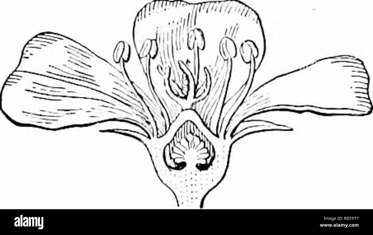 . Umrisse der Botanik für die High School Labor- und Klassenzimmer (auf Grey's Unterricht in der Botanik) auf Antrag der botanischen Abteilung der Harvard Universität vorbereitet. Botanik; Botanik. 160. Blume iif eine Primrose offen gelegt; Cu, Corolla; ca, calj^v. Idl. Blume ol' Cuphea offen gelegt: cty Kelchhöhle; j't^Blütenblätter. und zwar in einer Weise, dass beide Staubgefäße und Blütenblätter scheinen auf der Marge von tlie Kelchhöhle (Bild eingefügt werden soll. 101). Schließlich, in der Pmslane (Abb. 162) Alle anderen Mitglieder sind miited tlie, witli tlie Öl. ry in der Mitte. Der Fruchtknoten ist in solchen Fällen sagte unterlegen zu sein. AVlieu frei von Th Stockfoto