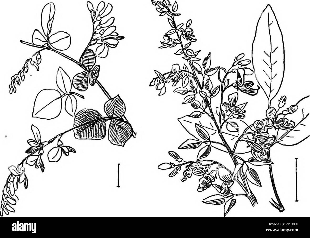 . Ziersträucher der Vereinigten Staaten (Hardy, kultiviert). Sträucher. 124 BESCHREIBUNGEN OP die Sträucher SCHLÜSSEL ZU DEN KULTIVIERTEN COLUTEAS * Blumen zitronen-gelb, J Zoll lang, 3-8 in einem Cluster; Strauch 15 Fuß; Blätter mit 9-13 trübes Grün blades J-1 Zoll lang. Hohe Colutea (150) - colutea arborgscens. * Blumen orange bis bräunlich, 3-6 in einem Cluster. (A.) A. Pod geschlossen an der Spitze. Orange - floweked Colutea (151) - colutea mMia. A. in der Pod an der Spitze öffnen. Orientalische Colutea - colutea orientMis. Lespedeza. Die Lespedezas oder Bush 'Kleeblätter' sind vor allem HERBA - ceous, sondern eine Art in die Kultivierung ist Strauchigen, und zwei oth Stockfoto