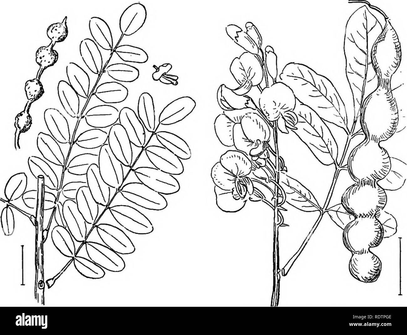 . Ziersträucher der Vereinigten Staaten (Hardy, kultiviert). Sträucher. SOPHORA 111 J. in kleine, leicht behaart leayes. Evergreen Sumach (124) - Rhus integrifblia. J. in der Größeren und glattere Blätter. Rhus ov^ ta. Sophbra. Die Sophoras Form eine recht große Gruppe von immergrünen und laubabwerfenden Bäume, Sträucher und Kräuter, aber nur wenige von ihnen sind in den Anbau in Nordamerika. Die blätter Alternative sind, odd-Gefiedert, und bei den verschiedenen Tierarten in der Anzahl der Rotorblätter von 5 bis über 50. Die geclusterten Weiß, Rosa, Violett oder gelb Erbse - wie Blumen sind bei den meisten Arten weniger als ein Zoll lang, aber in einem Der evergree Stockfoto