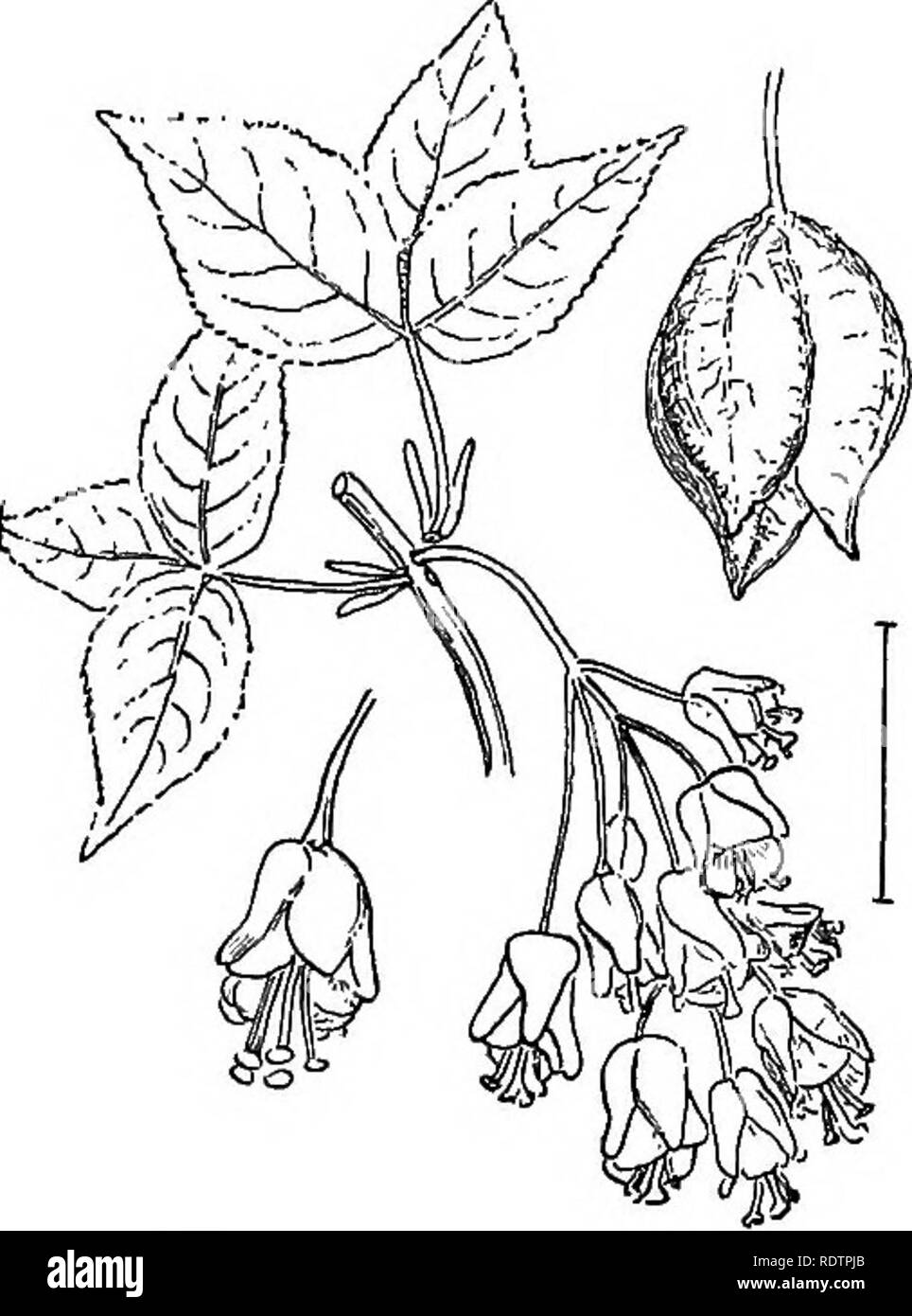 . Ziersträucher der Vereinigten Staaten (Hardy, kultiviert). Sträucher. STAPHYLBA 105B. Stielen der Blätter und Früchte downy wenn Junge. Parson's Japan Ahorn ââ Acer japdnicum Parsonsi. * Blätter strahlen geäderten aber Marge ohne deutliche Vorsprung; in der Regel ein Baum. Tartajkian Ahorn (110) âAcer tatdricum. * Blätter Feder - gerade - Geädert; in der Regel ein Baum. Hornueam Ahorn â Acer carplnif 61 ium. Staphylda. Die Blase Muttern sind Sträucher mit meist 3 (3-7-) Blade compound gegenüber decidu-ous Blätter und geschwollene Blase - wie Obst. Sie haben schöne helle helle grüne Blätter und weisse oder grünliche Blüte Stockfoto