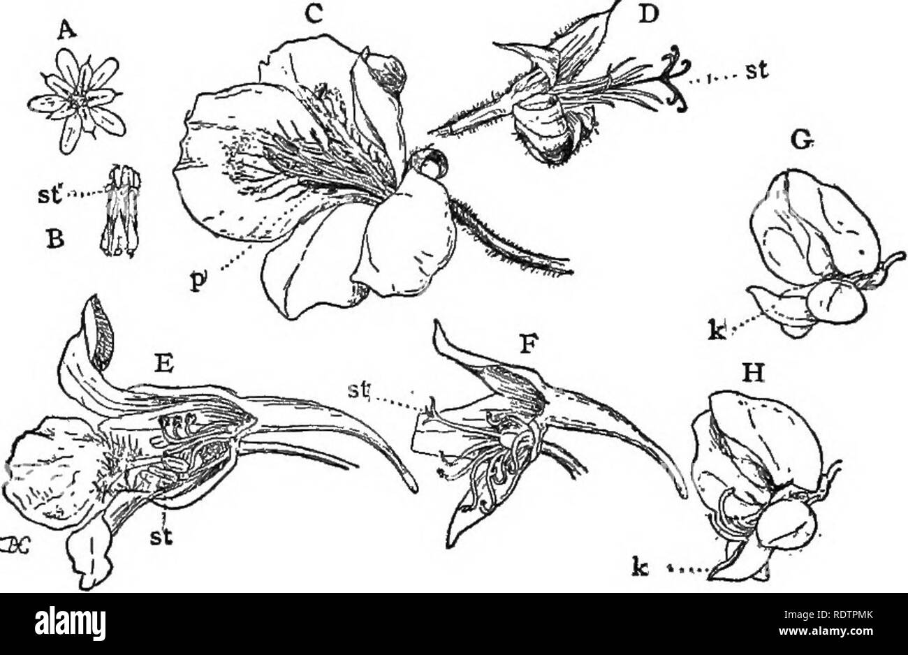 . Vorträge über die Entwicklung der Pflanzen. Botanik; Pflanzen. 250 EVOLUTION DER PFLANZEN im ersten siglit würde es scheinen, dass die Blumen, die Staubgefäße und Stempel zusammen würden in der Regel selbst-pol-linated, wie selten der Fall ist, zumindest in auffälligen Blüten. Die Prüfung dieser offenbart viele effektive Absprachen, mit denen dies verhindert wird und die gegenseitige Befruchtung notwendig geworden sind. Eine der häufigsten und einfachsten Mittel ist die Reifung der Staubgefäße und Stempel in unter- schiedlichen Zeiten. In der Regel ist der Staubblätter, die reif sind. Abb. 56 (Befruchtung). - Eine, die Blüte des Erodium, einer der Geranium Stockfoto