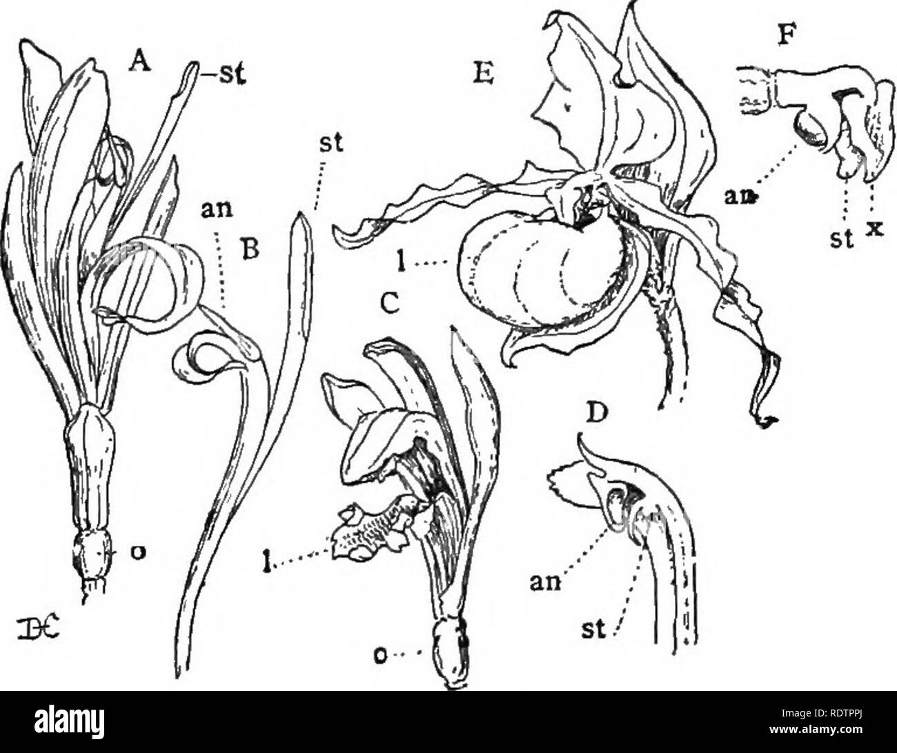 . Vorträge über die Entwicklung der Pflanzen. Botanik; Pflanzen. 194 EVOLUTION DER PFLANZEN der Neuen Welt, ist der BromeliaceBe. Diese sind char - sich insofern auszeichnet, als durch Änderungen der vegetativen Teile nicht mehr von den Blumen, die eher in der Struktur sind einfach. Die meisten der Bestellung sind Epiphyten, und sie bilden eines der auffälligsten Merkmale des tropischen Amerikanischen Flora. Die bekanntesten sind die so genannten "Spanisch. FiQ. 47 (Monocotyledons, Scitaminete, OrchidaeeaB). - Eine, die Blüte des Canna: die Blüte ist stark zygomorphic, mit minderwertigen Eierstock, o und die staubgefäße reduziert auf eine einzige; B, die Stockfoto