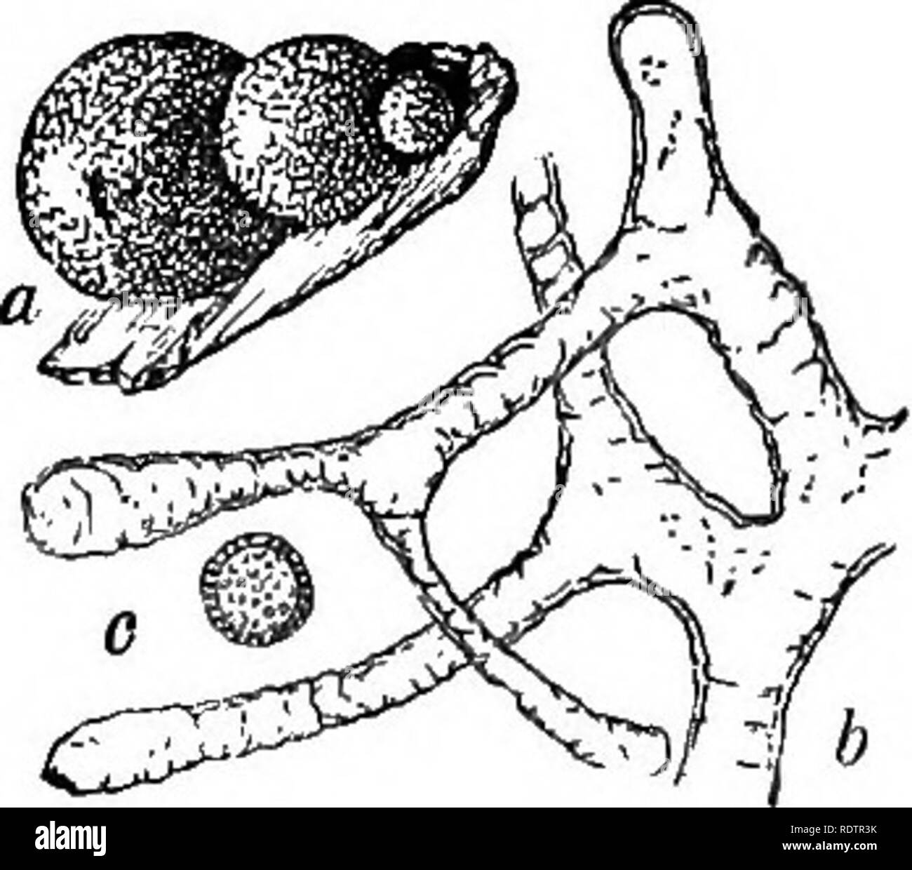 . Eine Monographie des Mycetozoa, einem beschreibenden Katalog der