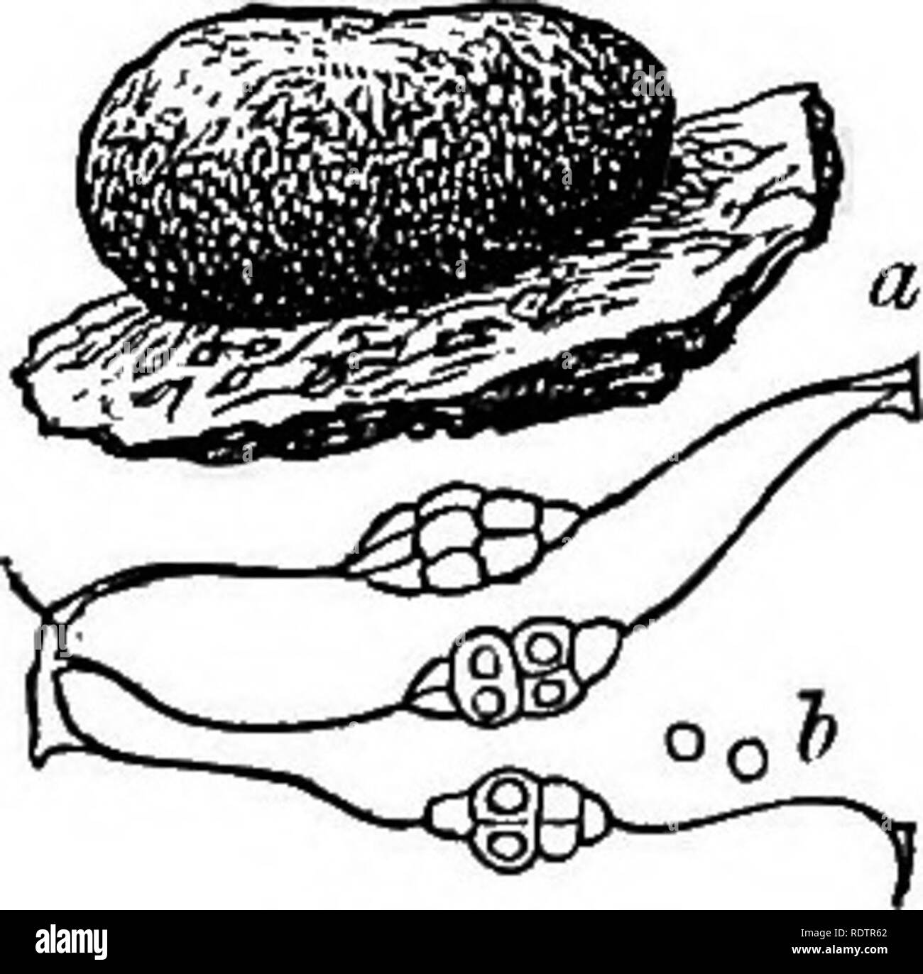 . Eine Monographie des Mycetozoa, einem beschreibenden Katalog der Arten im Herbarium des British Museum. Illustriert mit 78 Platten und 51 Holzschnitte. Myxomyceten. 134* ENDOSPOHE*. [AMATJROCHjETE. Um II - AMAUEOCHjETACEiE. Sporangien kombiniert in einem sethalium. Oapillitium dunkel violett-braun, der unregelmäßigen Fasern und Fäden oder der komplexen Struktur. Schlüssel für die Gattungen der AMATJROCHMTACE^. Oapillitium unregelmäßig verzweigten Threads. (20) AMAUROCHiETE. Abb. 28.- Amauroclicete atra Eost. a. ^ thalium. Die Hälfte natürliche Größe. h. CapilUtimn. 10 Mal vergrößert. Der Oapillitium Stockfoto