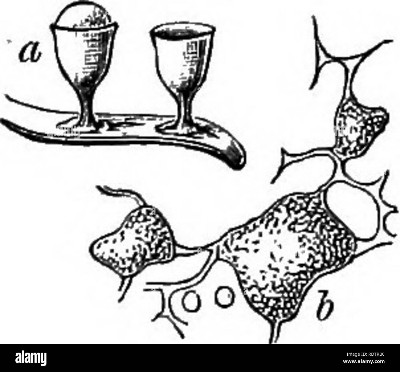 . Eine Monographie des Mycetozoa, einem beschreibenden Katalog der