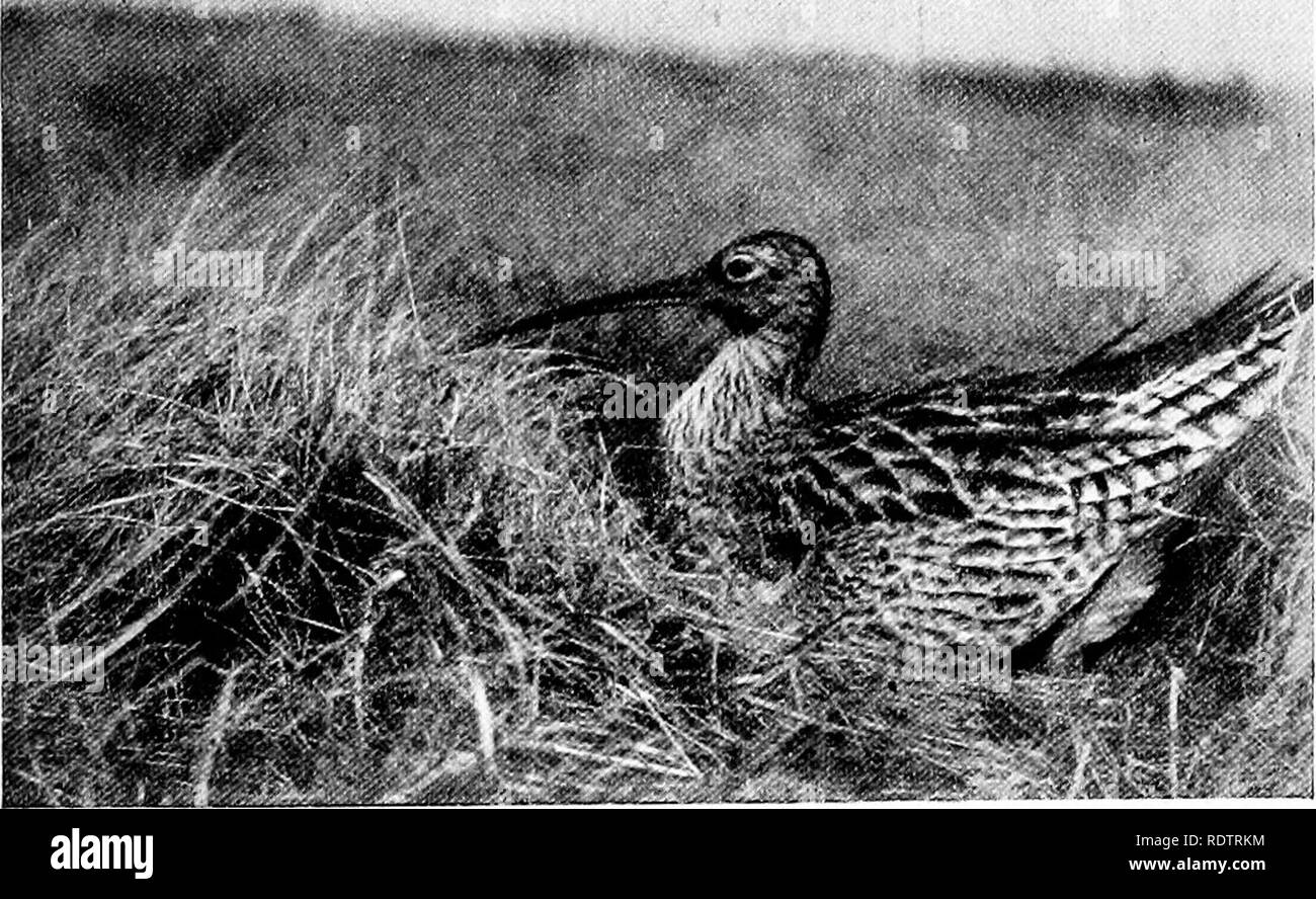 . Die Vögel Großbritanniens: deren Verteilung und Gewohnheiten. Vögel. Limicolce 217 im Norden Land im Allgemeinen. Es ist in Orkney und Shetland weniger häufig, kaum in der Fseroes oder Island auftritt, ist aber ziemlich in Nord- und Mitteleuropa reichlich und von dort erreicht, wo es mit einem sehr ähnlichen Verbündeter. Die Mission ist ein durchwachsener braune Vogel mit einem weißen Rumpf und eine extrem lange decurved Rechnung; es hat eine verlängerte Melancholie schreien. Curlew am Nest leicht zu erkennen, aber schwer zu beschreiben; er ernährt sich von Insekten, Würmer, usw., sowie auf die Beeren von den Mauren und Meerestiere aus der Stockfoto