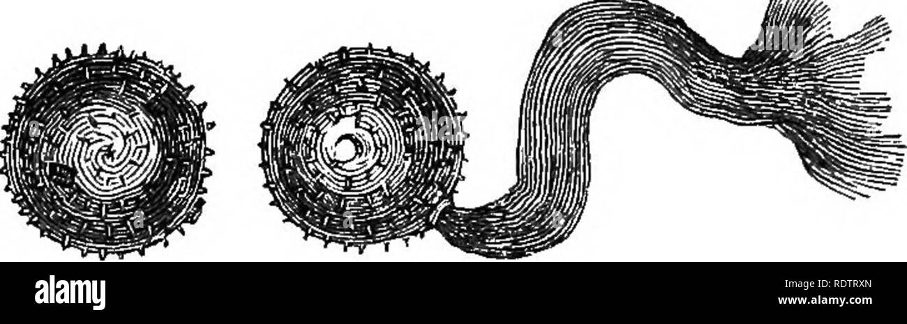 . Die Grundsätze der Botanik, wie in der phanerogamia veranschaulicht. Botanik; Botanik; Phanerogamen; 1854. rERTILIZATION. 165 Eine, dann die andere Annäherung an die Griffel und entladen, um es von der polliniferous Inhalt der Antheren. Wenn pollenkörner sind auf Wasser geworfen, die Resorption der Flüssigkeit ist so schnell, dass sie platzen und eine dicke Flüssigkeit aus, die sich über der Oberfläche der Wasser verteilt. Dieser dicke Flüssigkeit, in Abb. 69, gesehen wird, die Flucht aus einem Tig. 69. Der pollenkörner von Ipomoea hederacea, und ist der fecundating Angelegenheit des Kornes. Die Aktion der Polle Stockfoto