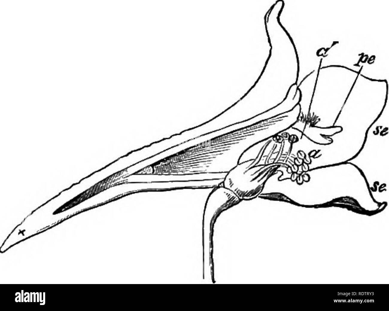 . Hinweise auf das Leben Geschichte der Britischen blühende Pflanzen. Botanik und Ökologie der Pflanzen. . Bitte beachten Sie, dass diese Bilder sind von der gescannten Seite Bilder, die digital für die Lesbarkeit verbessert haben mögen - Färbung und Aussehen dieser Abbildungen können nicht perfekt dem Original ähneln. extrahiert. Lubbock, John, Sir, 1834-1913. London, New York, Macmillan und Co., Ltd. Stockfoto