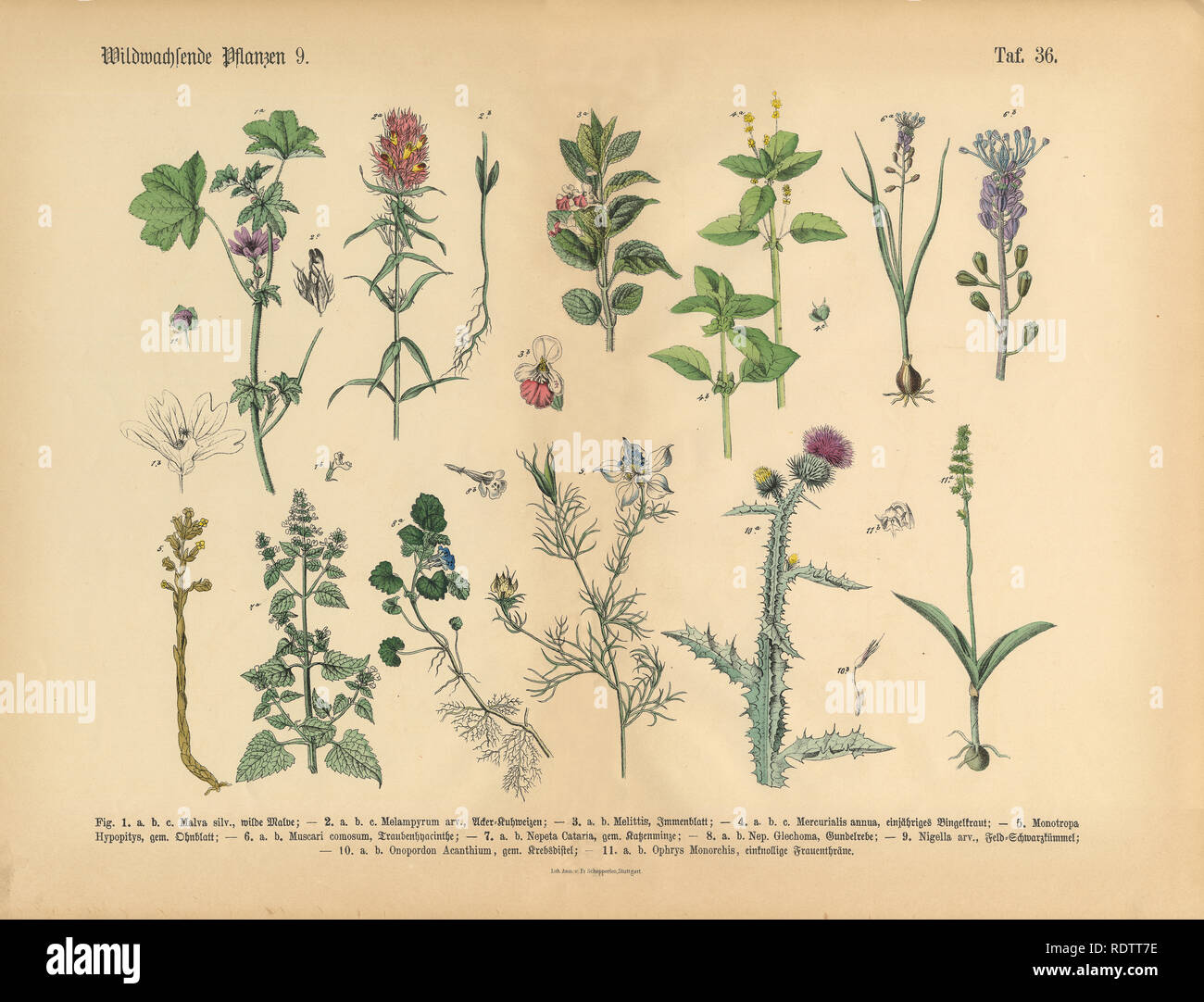 Wildflower und medizinische Kräuter Pflanzen, viktorianischen botanischen Abbildung Stockfoto