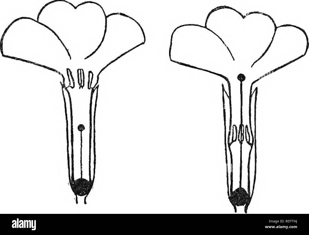 . Pflanzen in der Schweiz; ein Konto in einfacher Sprache der natürlichen Geschichte der alpinen Pflanzen. Berg pflanzen. 68 TYPISCHEN BLUMEN DER ALMEN der Erde. Aus diesem Grund ist es oft übersehen. Der Oxlip ist eine gute Anlage, auf der die sehr interessante Anpassung an Kreuz zu beobachten - Düngung bekannt als heterostylism. Wenn wir mit einer Nadel öffnen Schlitz oder Pin die Korolla aus einer Anzahl von Blumen, wir werden in der Lage sein, zwei Arten zu unterscheiden. Wird ein Satz. Fia. V. - Schematische Sicht auf die Heterostyled Blumen einer Primula. 1. Blume mit kurzen Stil und hohem Staubgefäßen. 2 Stockfoto