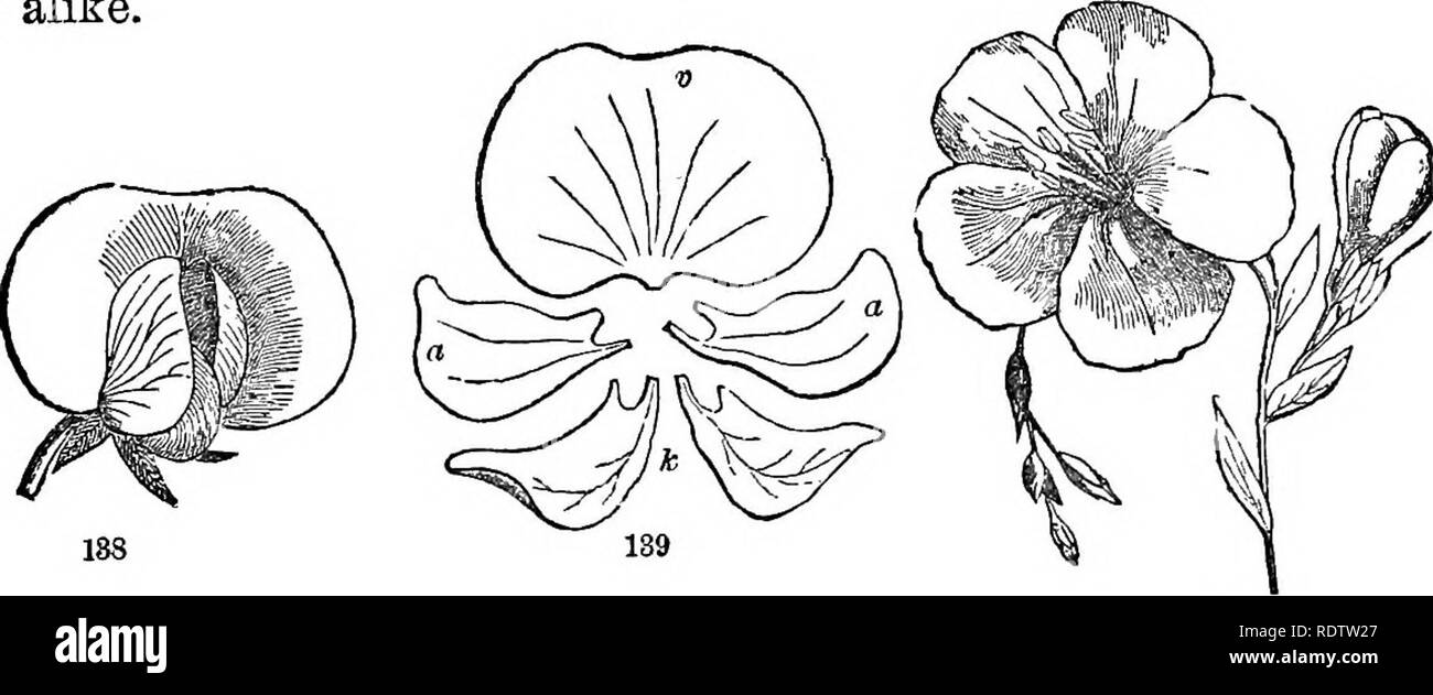 . Blätter und Blüten: oder, Objekt Lektionen in der Botanik mit einem Flora: für Anfänger in Akademien und öffentlichen Schulen vorbereitet. Botanik. 52 ANSCHAUUNGSUNTERRICHT IN BOTAJSTT. Rosa - wie; Eine Form mit fünf langen Krallen Blütenblätter. Abb. 137 (Atamasco Lily) ist ein liliaceous Corolla, mit einer sechs-leaved fällt, aus drei Kelchblättern und drei Blütenblätter, die alle gleichermaßen gefärbt.. Abb. 138. Erbse, - eine unregelmäßige Blume. Abb. 139. Die fünf Blütenblätter sliown separate, Mt., V, das Banner; Ein, Eine, die Flügel; ", c, der Kiel - Blütenblätter. Abb. 140. Flachs {Linum grandiflorum), - eine regelmäßige Blume, 89. Abb. 145 ist die Blume der Sweet Pea, eine unregelmäßige Stockfoto