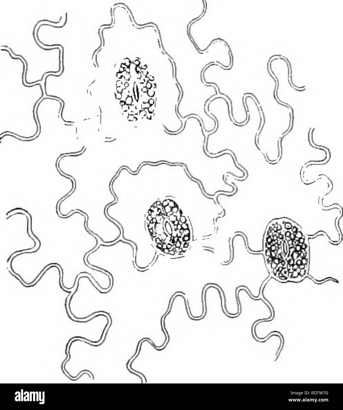 . Pflanzen; ein Lehrbuch der Botanik. Botanik. PTEKIDOPIIYTES 141 sind als "blattadern gesprochen." Große Blätter und ein Gefäßsystem, also zusammen gehören und gemeinsam auftreten, und die Pflanzen sind auch die Pflanzen mit grünen Sporophyten. (4) Der leiif.-Blätter sind Geräte für die Verbreitung grün Gewebe an das Licht, und in der Farne sind sie in der Regel groß. Es gibt einen Stiel - wie Teil {Blattstiel), steigt aus den unterirdischen Stamm, und eine Breite erweitert Teil {hatten), das Licht und die Luft (Abb. ausgesetzt. 118). In Farne die Klinge ist in der Regel viel verzweigten, zerlegt wird in Stockfoto