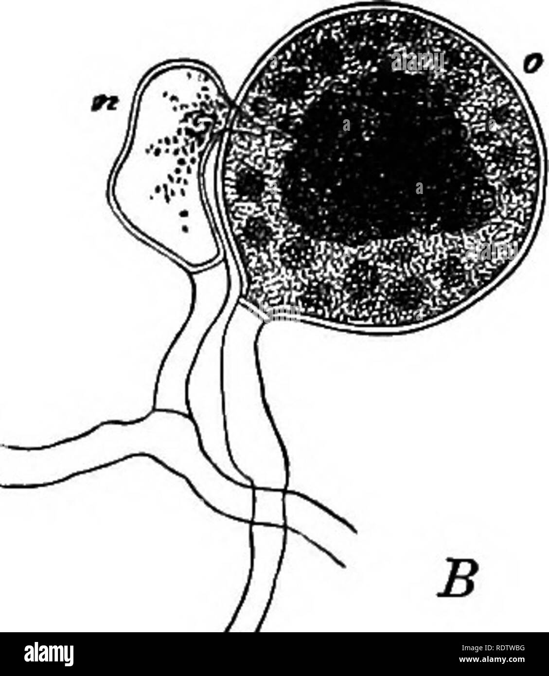 . Botanik für Schulen und Hochschulen. Botanik. . Bitte beachten Sie, dass diese Bilder sind von der gescannten Seite Bilder, die digital für die Lesbarkeit verbessert haben mögen - Färbung und Aussehen dieser Abbildungen können nicht perfekt dem Original ähneln. extrahiert. Bessey, Charles E. (Charles Edwin), 1845-1915. New York: H. Holt Stockfoto