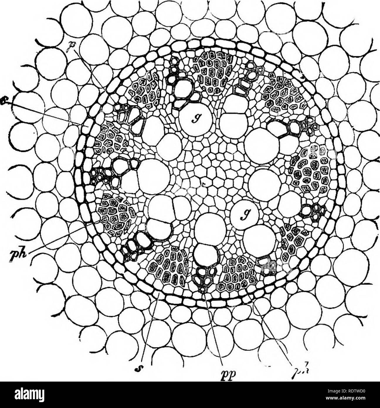 . Botanik für Schulen und Hochschulen. Botanik. Die FIBBO - VAaCULAB BTSTMM. 115 - wie oben beschrieben, wird in jüngeren Exemplare aus Parenchym) ist in sclerenchyma umgewandelt (Abb. 105). 145. âThe fibro - leitbündel von Ricinus communis haben eine Vereinbarung in den Stamm, und eine allgemeine Struktur etwas ähnlich denen von Equisetum palustre, wie weiter oben beschrieben. Die Grenzen des Bundles sind so schlecht, dass markiert. Abb. 104. âTransverse Abschnitt des vascnlar flbro-Paket, das die Wurzel des Acorut - calanems. s. biindli^-Ummantelung (auch als eudodermie), mit Parenchym außen und einer "einheitlichen Legen Stockfoto