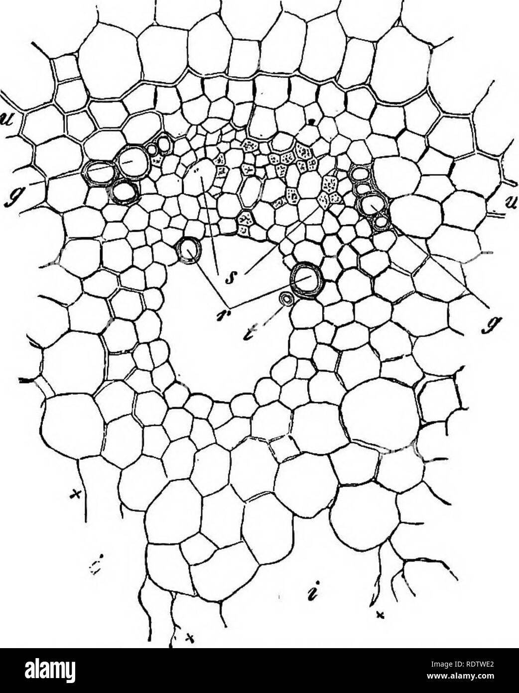 . Botanik für Schulen und Hochschulen. Botanik. 110 BOTANIK. differentiateJ, aus Parenchym und schlecht entwickelten Sieb Rohre (s, Abb. 97). Das ganze Paket ist sur-abgerundet, wie in Pteris Aquilina, durch ein Bündel Mantel {u, Abb. 97). In den äusseren Teil der Masse der Leiterförmig Gewebe sind ein paar schmale Wendeltreppe Schiffe {sp, Sp, Abb. 97), aber Sie sind nicht zahlreich genug einen Ring oder Schicht zu bilden. 138. Die Wurzel von adiantum âIn Moritzianum das Bundle besteht aus einem Cen- platte von tra-cheary Gewebe{pr, Abb. 98), mit einer Masse von Sieb Gewebe auf jeder Seite des aber nicht ganz enve Stockfoto
