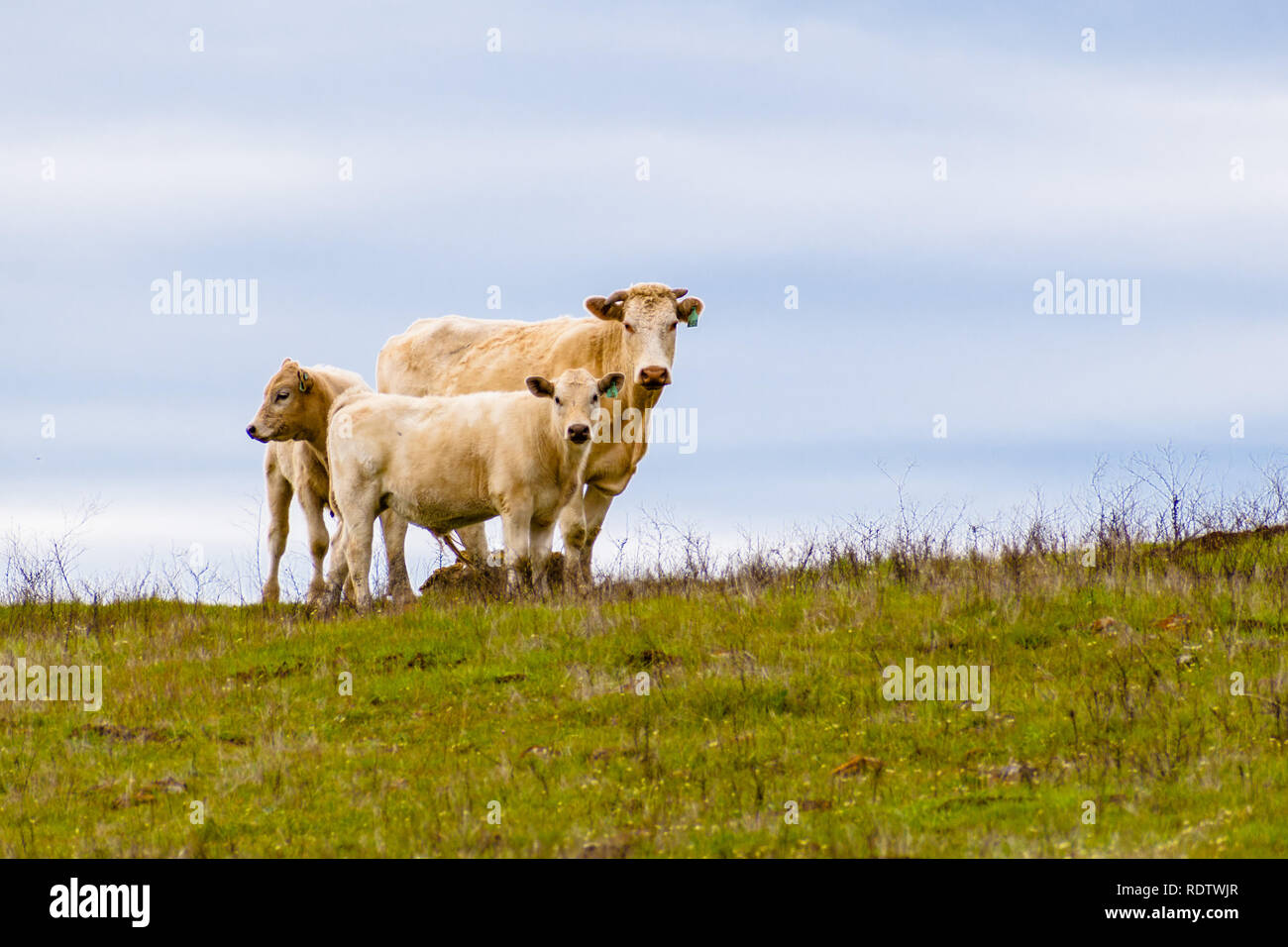 Kuh mit zwei Kälber an einem bewölkten Himmel Hintergrund, South San Francisco Bay Area, San Jose, Kalifornien Stockfoto