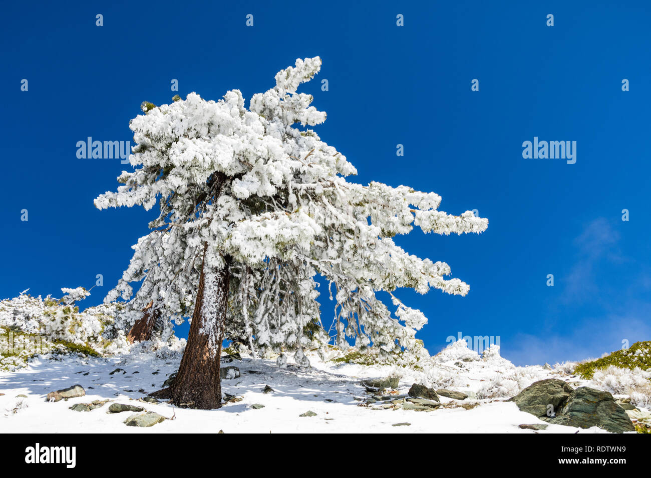 Pinien in den gefrorenen Schnee auf einem sonnigen, aber kalten Tag abgedeckt; Mount San Antonio (Mt Baldy), Los Angeles County, Kalifornien Stockfoto