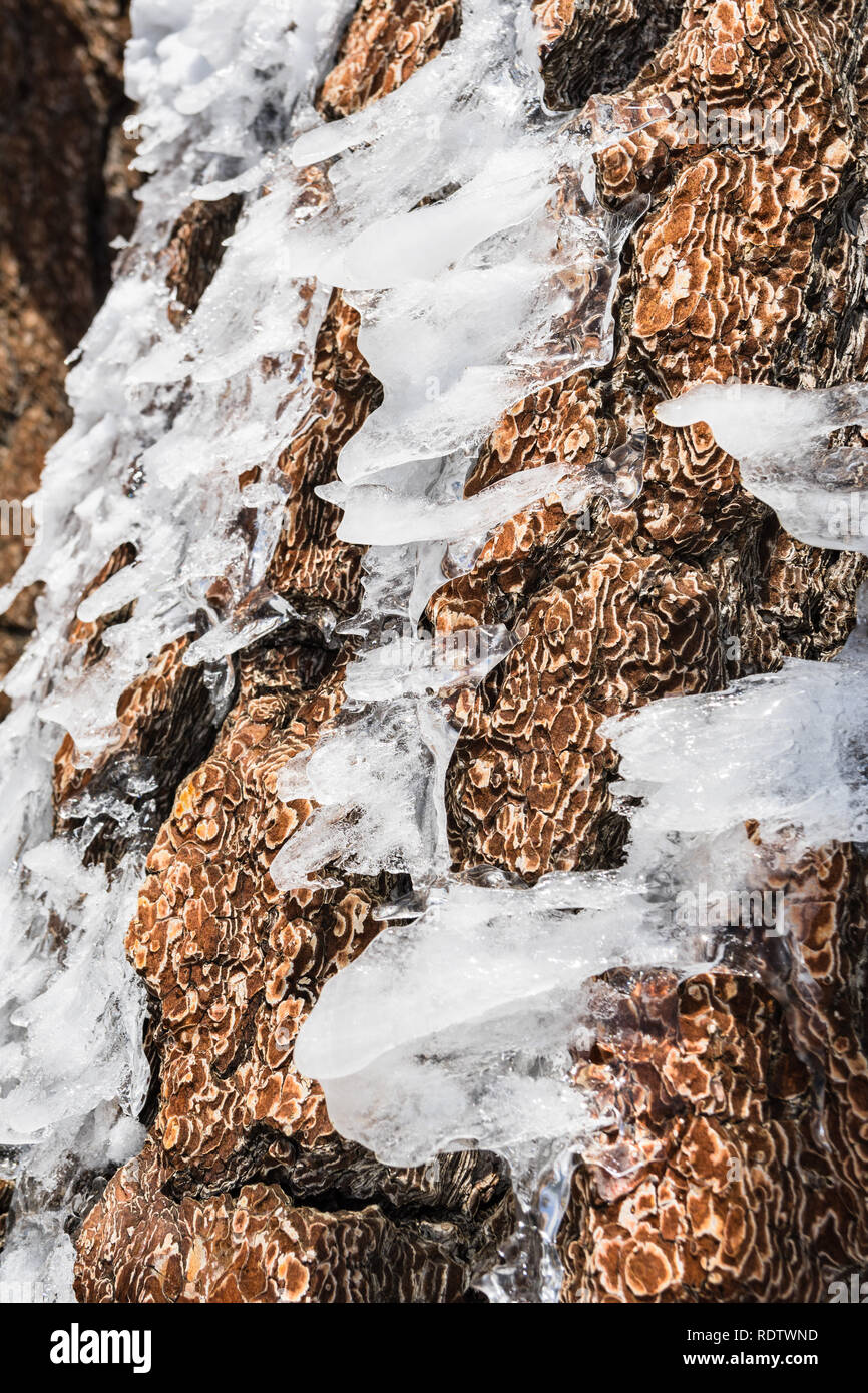 Stücke des Eises durch Wind auf der Pine Tree Trunk am Gipfel des Mount San Antonio, Los Angeles County, Süd Kalifornien geformt Stockfoto