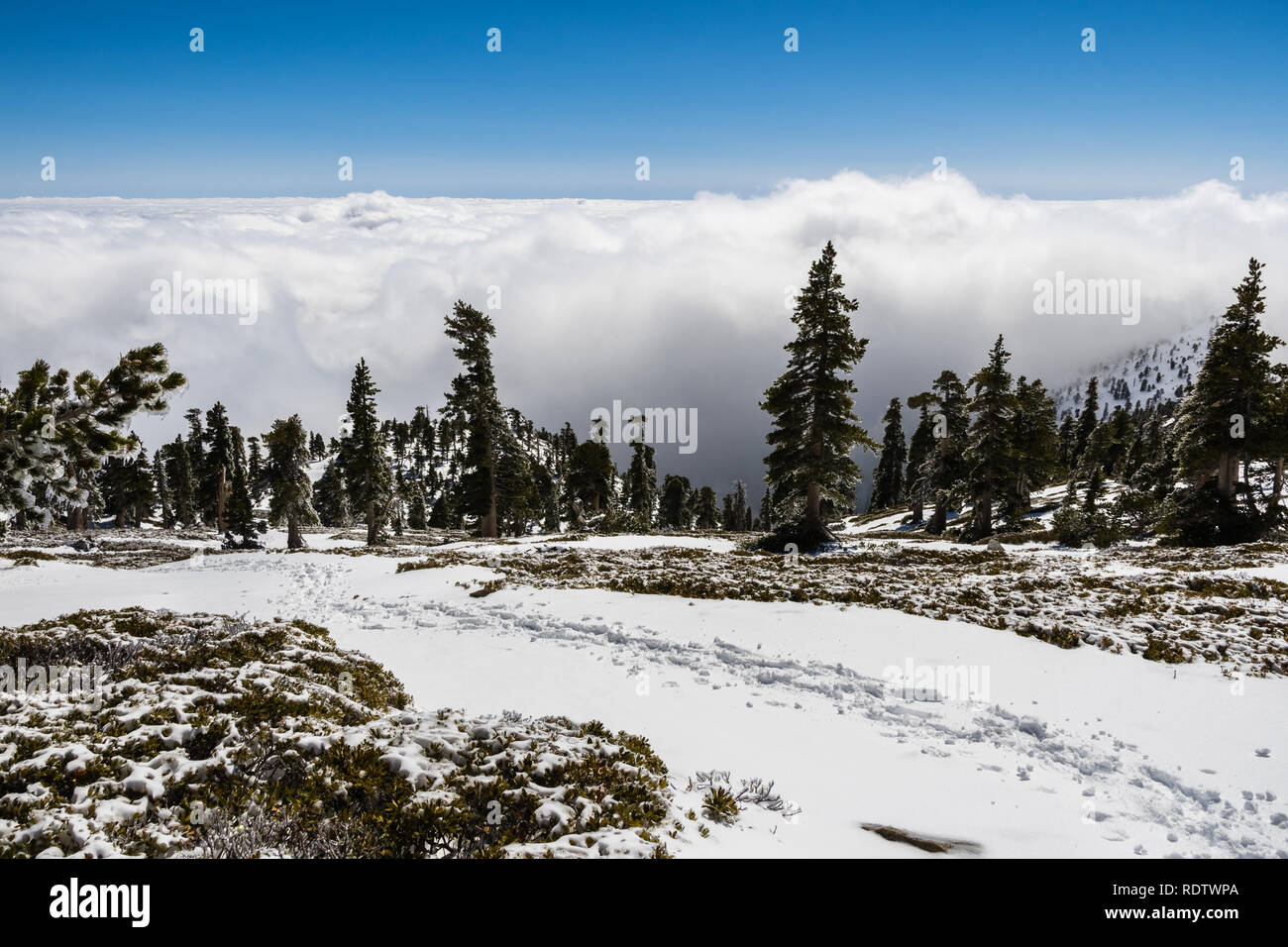 Spuren im Schnee auf dem Berg San Antonio (Mt Baldy) mit dem Wanderweg Richtung; weiße Wolken im Hintergrund für den Wald und der Vall Stockfoto