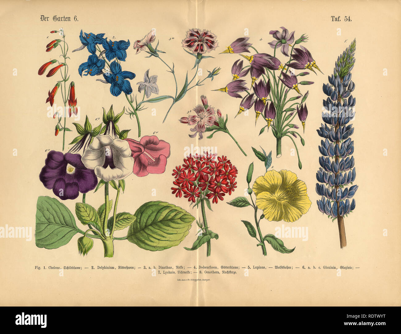 Exotische Blumen des Gartens, viktorianischen botanischen Abbildung Stockfoto