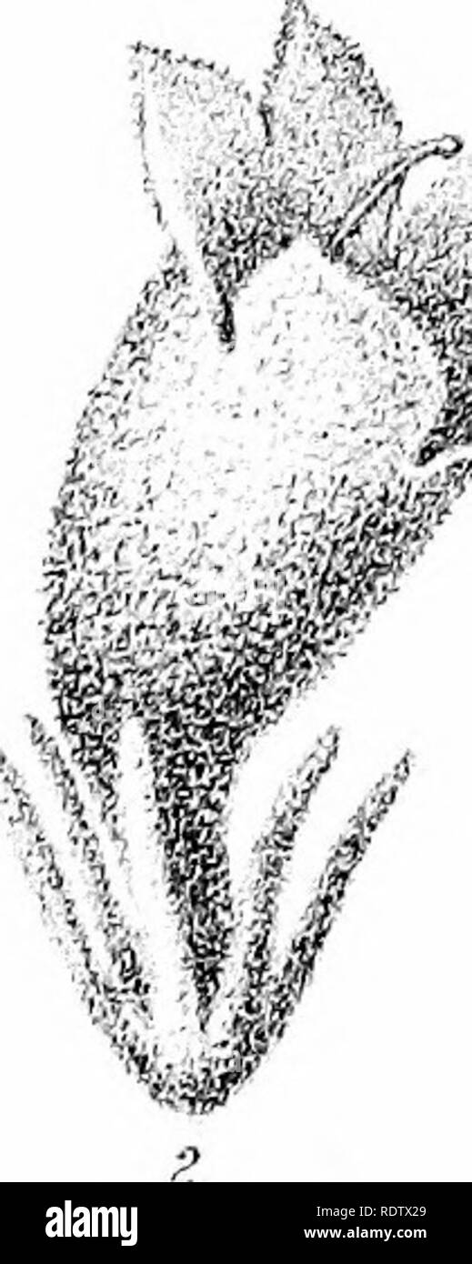 . Beschreibung und Abbildungen der myoporinous Pflanzen von Australien. Vol. 2. Lithograms. Myoporaceae; Botanik. s ^^V 1 T-t-t-w-y f1 f './^^'' War^'. 'H, &Amp;,/"'^V, #^^*&gt; • "^V^V''L,:''^i MI mm mm. Bitte beachten Sie, dass diese Bilder sind von der gescannten Seite Bilder, die digital für die Lesbarkeit verbessert haben mögen - Färbung und Aussehen dieser Abbildungen können nicht perfekt dem Original ähneln. extrahiert. Müller, Ferdinand von, 1825-1896. Melbourne, J. Ferres Stockfoto