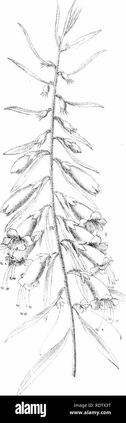 . Beschreibung und Abbildungen der myoporinous Pflanzen von Australien. Vol. 2. Lithograms. Myoporaceae; Botanik. 7 M//fv - vaS * "H. Graff del. CTteeael&amp; C? Litli. F. vMcLirexi!; Sle bin LUho. Reg. Prirf Ung-Offce Mell. liFsmcDjpMa Mamaa FvM. Bitte beachten Sie, dass diese Bilder sind von der gescannten Seite Bilder, die digital für die Lesbarkeit verbessert haben mögen - Färbung und Aussehen dieser Abbildungen können nicht perfekt dem Original ähneln. extrahiert. Müller, Ferdinand von, 1825-1896. Melbourne, J. Ferres Stockfoto