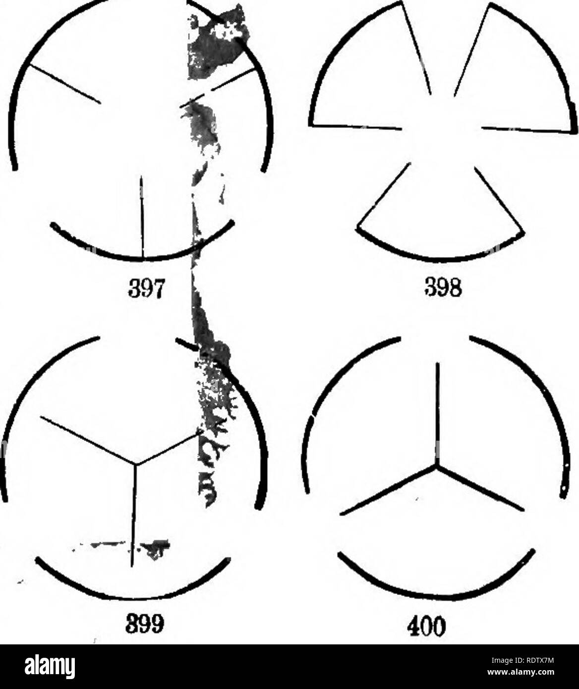 . Gray's Schule und Feld Buch der Botanik. Bestehend aus "Lektionen in der Botanik" und "Feld, Wald und Garten Botanik, "in einem Band gebunden. Botanik; Botanik. 395. Fio. 395. Kapsel von Iris, mit loculicidal Dehiszenz; unten, über schneiden. Über. 396. Pod von einem Sumpf St. John's-Würze, mit septieidal Dehiszenz. Abb. 397, 398. Diagramme der beiden Modi. Fio. 399. Diagramm der septifragal Dehiszenz der loculicidal Typ. 400. Gleichzeitig mit der septieidal oder marginicidal Typ.. Bitte beachten Sie, dass diese Bilder aus gescannten Seite Bilder, die digital für Rea erhöht worden sein können extrahiert werden Stockfoto