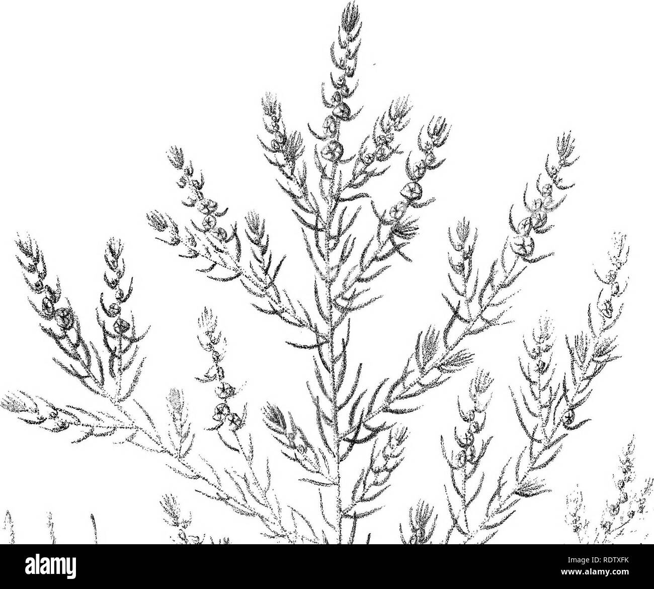 . Ikonographie der Australischen salsolaceous Pflanzen. Sträucher; Salsoleae. LXXXV. ^-^' Ich v?. Bitte beachten Sie, dass diese Bilder sind von der gescannten Seite Bilder, die digital für die Lesbarkeit verbessert haben mögen - Färbung und Aussehen dieser Abbildungen können nicht perfekt dem Original ähneln. extrahiert. Müller, Ferdinand von, 1825-1896. Melbourne, Gehirn Stockfoto