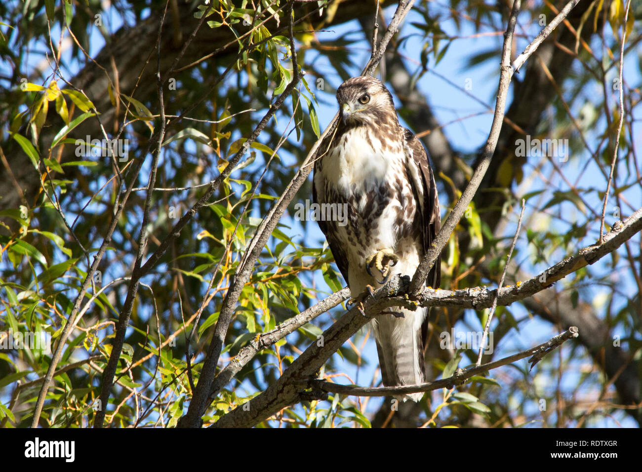 Ein Red-tailed Hawk Sitzstangen in einem Baum warten geduldig auf Beute Stockfoto