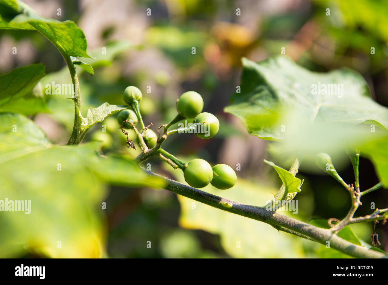 Kleine Auberginen, Türkei berry Stockfoto