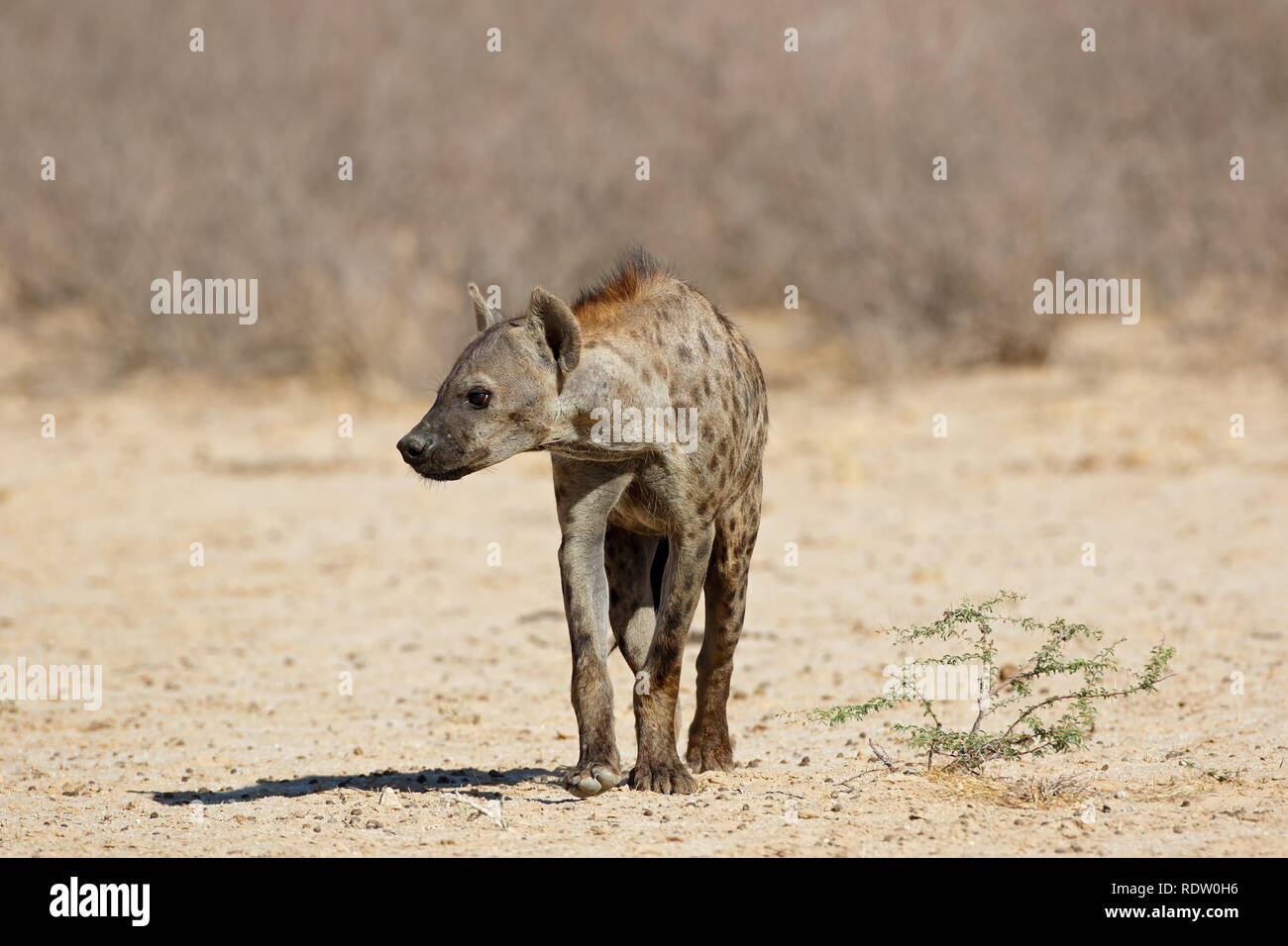 Eine Tüpfelhyäne (Crocuta crocuta) im natürlichen Lebensraum, Kalahari Wüste, Südafrika Stockfoto