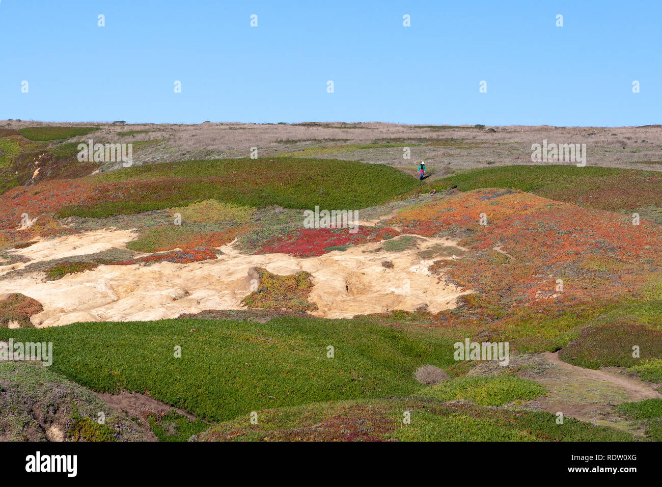 Bunte Eis Pflanzen decke die Hügel an der Küste. Stockfoto