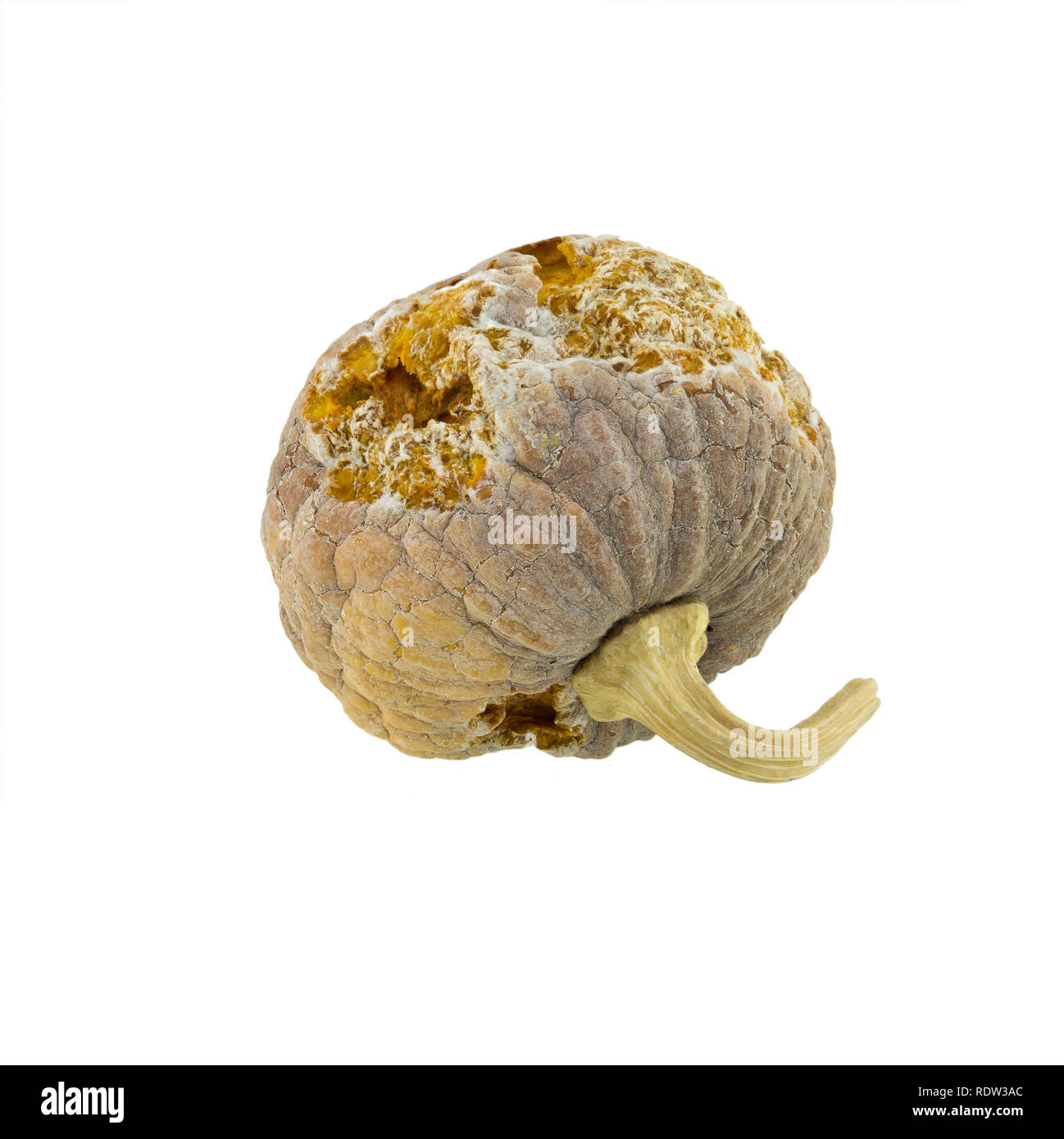 Verrotteten Kürbis auf weißem Hintergrund Stockfoto