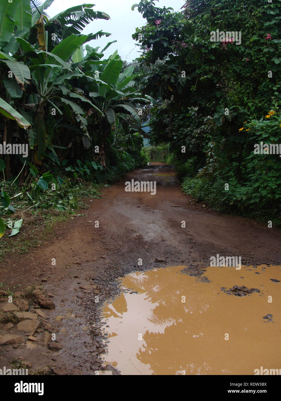 Limbe/Kamerun: einer schlammigen Straße während der Regenzeit. Stockfoto