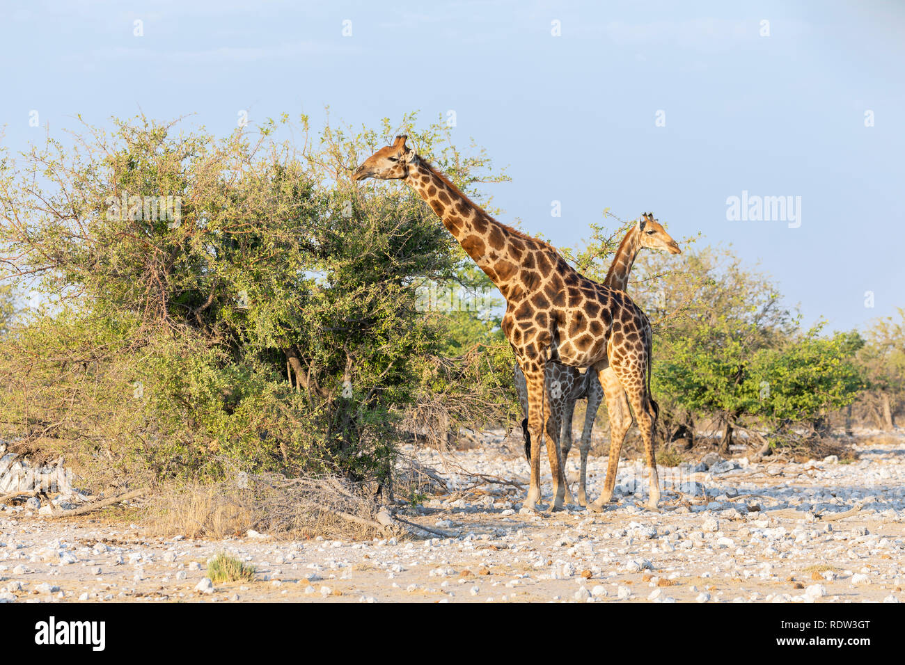 Südliche Giraffe (Giraffa giraffa). Unterarten-angolanischen Giraffe oder Namibischen Giraffe (Giraffa giraffa angolensis) Stockfoto