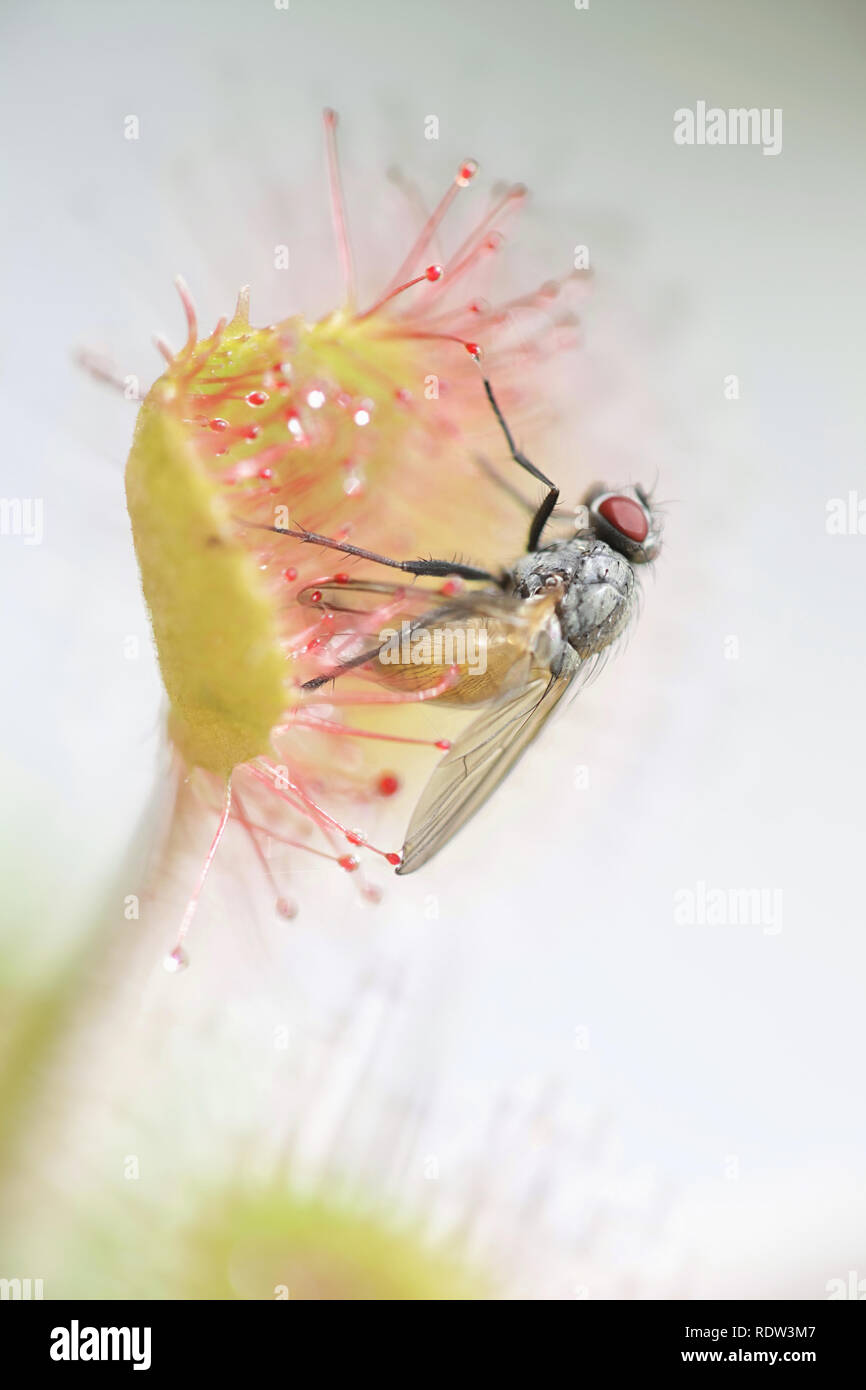 Sonnentau, Drosera rotundifolia, eine fleischfressende Pflanze, Fütterung auf einer Fliege, Thricops semicinereus Stockfoto