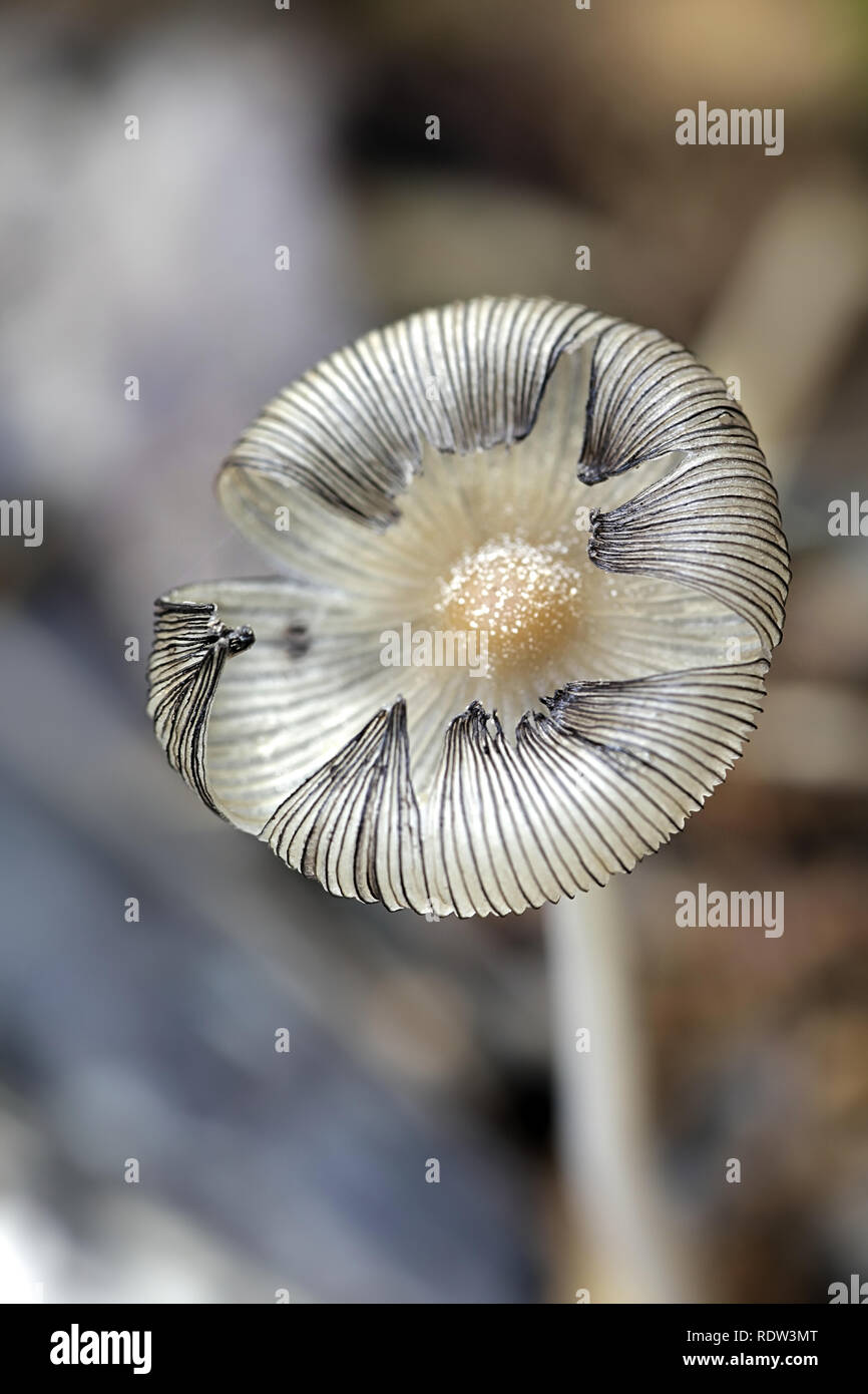 Coprinellus inkcap xanthothrix, ein Pilz Stockfoto