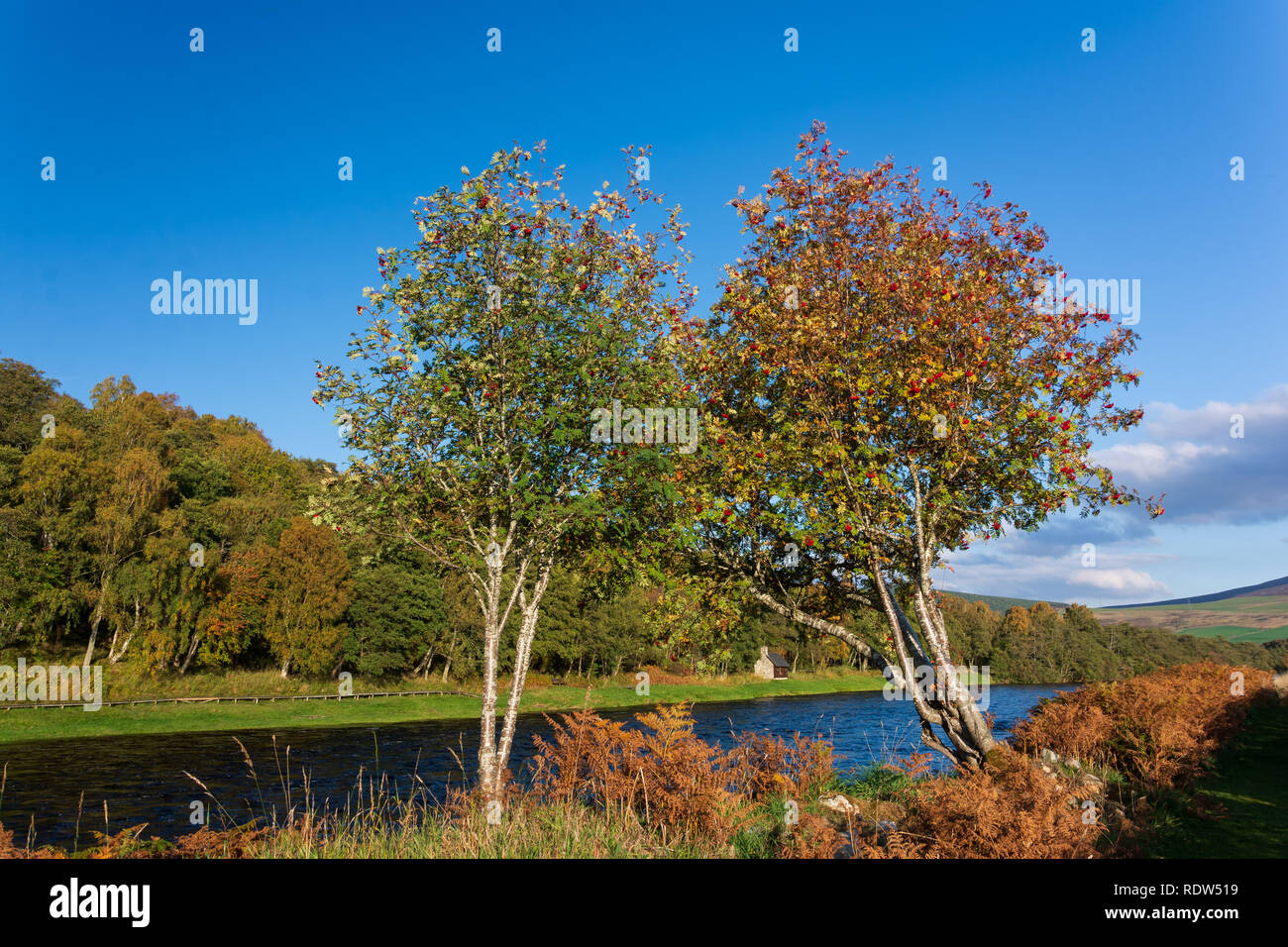 River Spey, Craigellachie, Moray, Schottland Stockfoto
