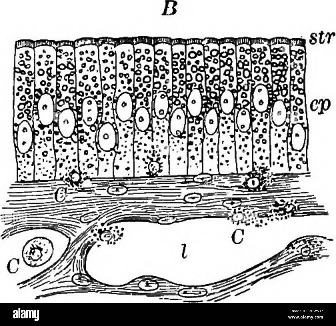. Ein Lehrbuch der vergleichenden Physiologie für Studierende und Praktiker der vergleichenden (Veterinärwesen) Medizin. Physiologie, Vergleichende. Abb. 287.-A. Abschnitt der zotte von Ratte Icilled während der fettaufnahme (SchSfer). ep, epi-thelium; etr, gestreift Grenze; c, Lymph-celle; c', Lymphdrainage ceils in Epithel: ICH, Cen- lacteal mit zerfallenden Blutkörperchen. B. in der Schleimhaut der Frog's Darm während der fettaufnahme (Schafer). ep, Epithel; Sir, gestreift Grenze; C, Lymphdrainage Blutkörperchen; I, lacteal. Der ausscheidungsorgane und die Verschwendung von Energie sowohl durch Sie und den Verdauungstrakt, in einem gewissen Grad muss Stockfoto