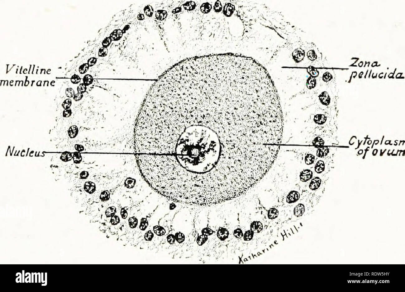 . Ein Labor Hand und Lehrbuch der Embryologie. Embryologie. & f^Y