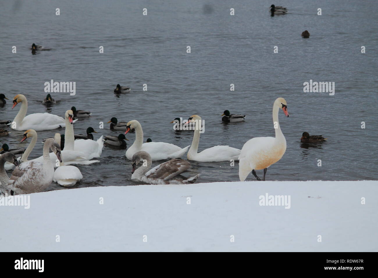 Schönen eleganten weißen wilden Schwan tanzen auf Schnee River Bank im Winter kalten Tag Stockfoto