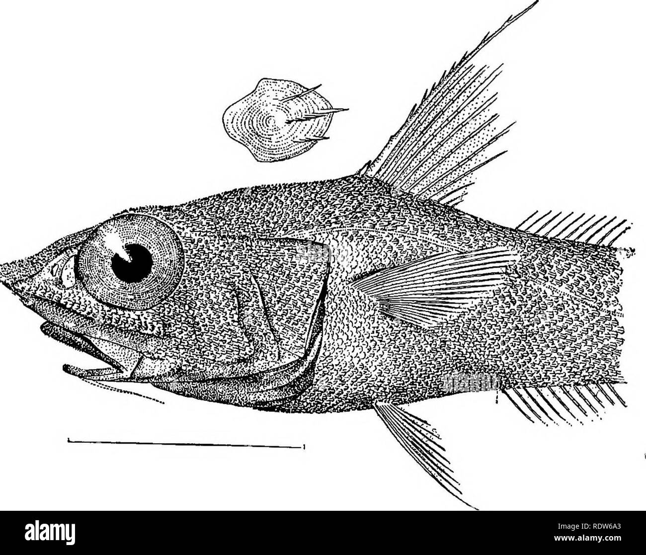 . Die Pelzrobben und Fell - Dichtung Inseln der Karibik. Abdichtung; Dichtungen (Tiere). Platte LXXXII.. MACROURUS ACROLEPIS. Aus Bogoslof Island. Von Anna L. Braun gezeichnet. Bitte beachten Sie, dass diese Bilder sind von der gescannten Seite Bilder, die digital für die Lesbarkeit verbessert haben mögen - Färbung und Aussehen dieser Abbildungen können nicht perfekt dem Original ähneln. extrahiert. In den Vereinigten Staaten. Abt. des Fiskus. Kommission über Fur-Seal Untersuchungen; Jordan, David Starr, 1851-1931; Stejneger, Leonhard, 1851-1943; Lucas, Frederic A. (Frederic Augustus), 1852-1929; Moser, Jeffers Stockfoto