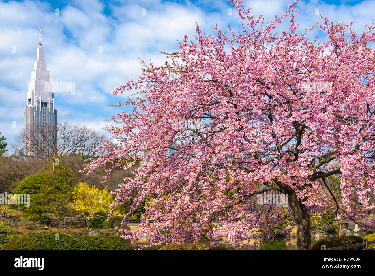 Shinjuku, Japan Garten im Frühling. Stockfoto