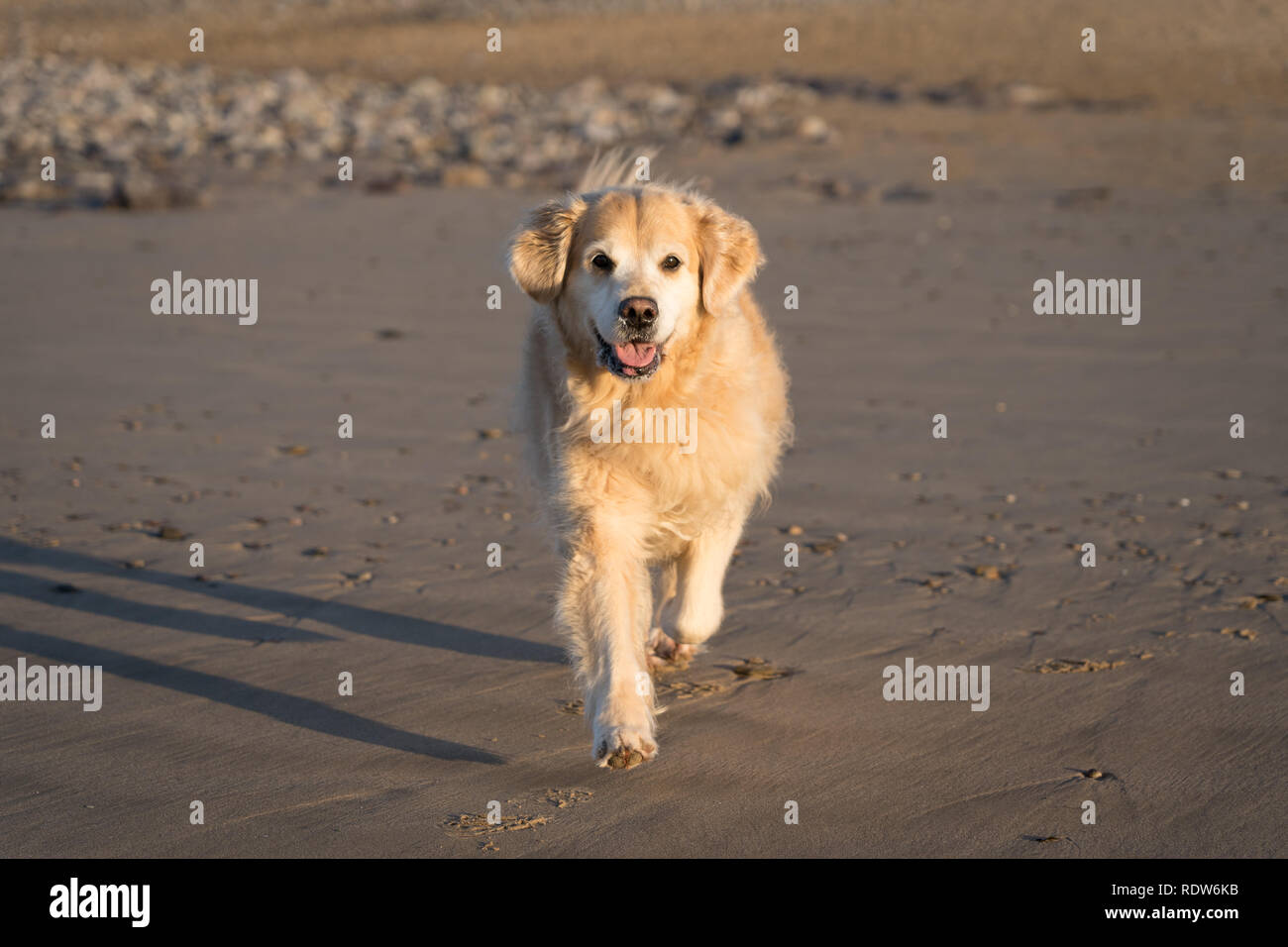 Golden Retriever Hund am Strand in der Nähe von Newton Porthcawl, South Wales Stockfoto